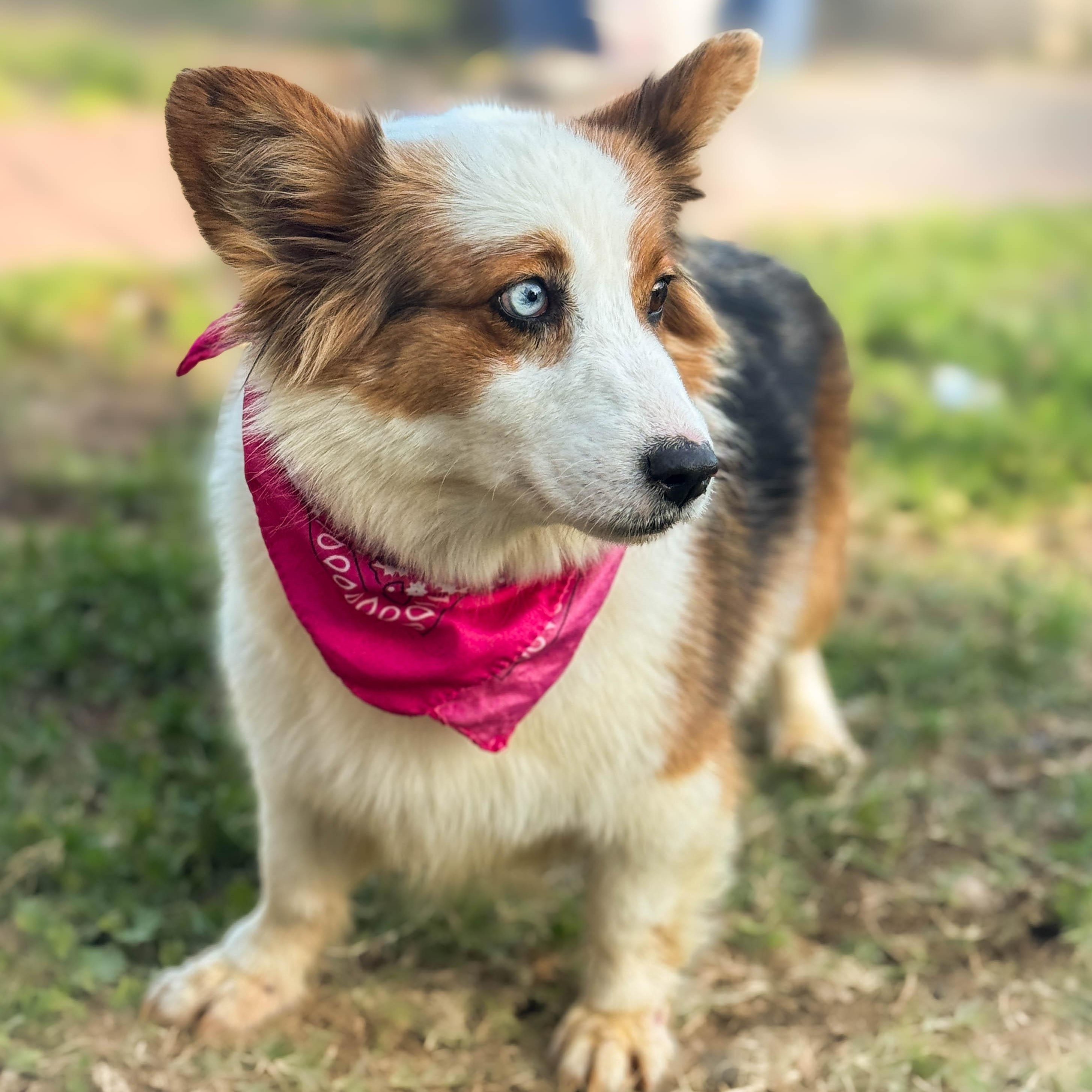 Enlarge Pretty Princess, a ADOPTABLE Corgi in Torrance, CA image 4/4