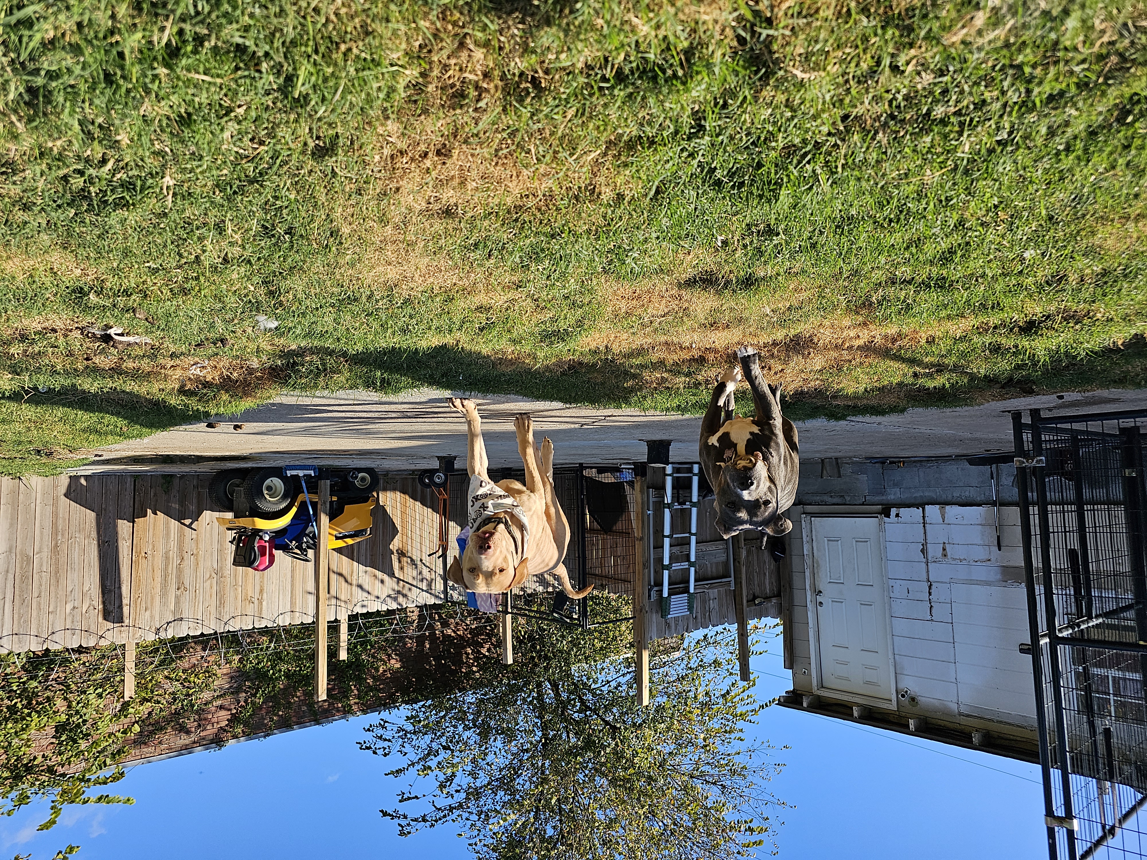 Enlarge MINGO, a Adoptable Yellow Labrador Retriever in TULSA, OK image 8/12
