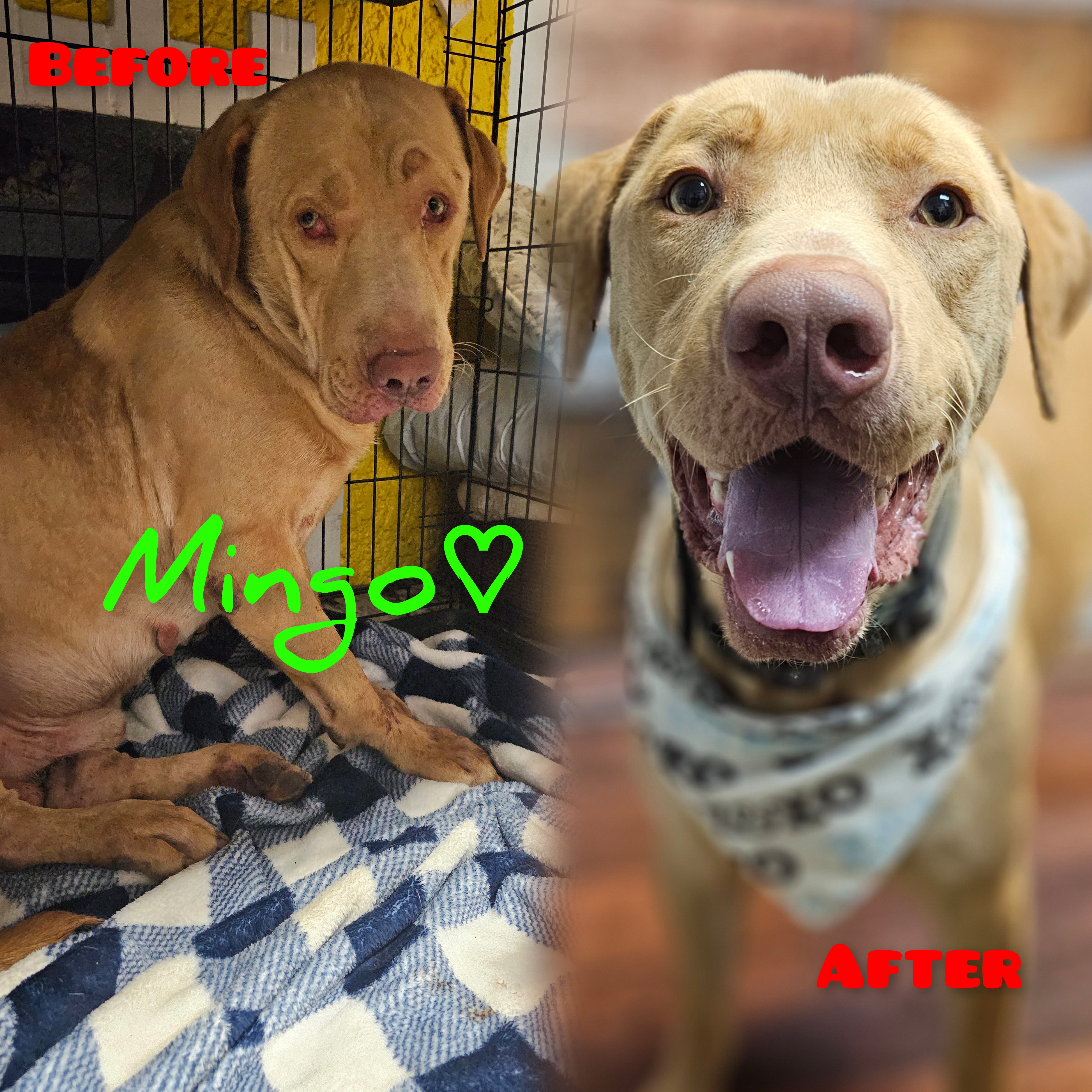 Enlarge MINGO, a Adoptable Yellow Labrador Retriever in TULSA, OK image 9/12