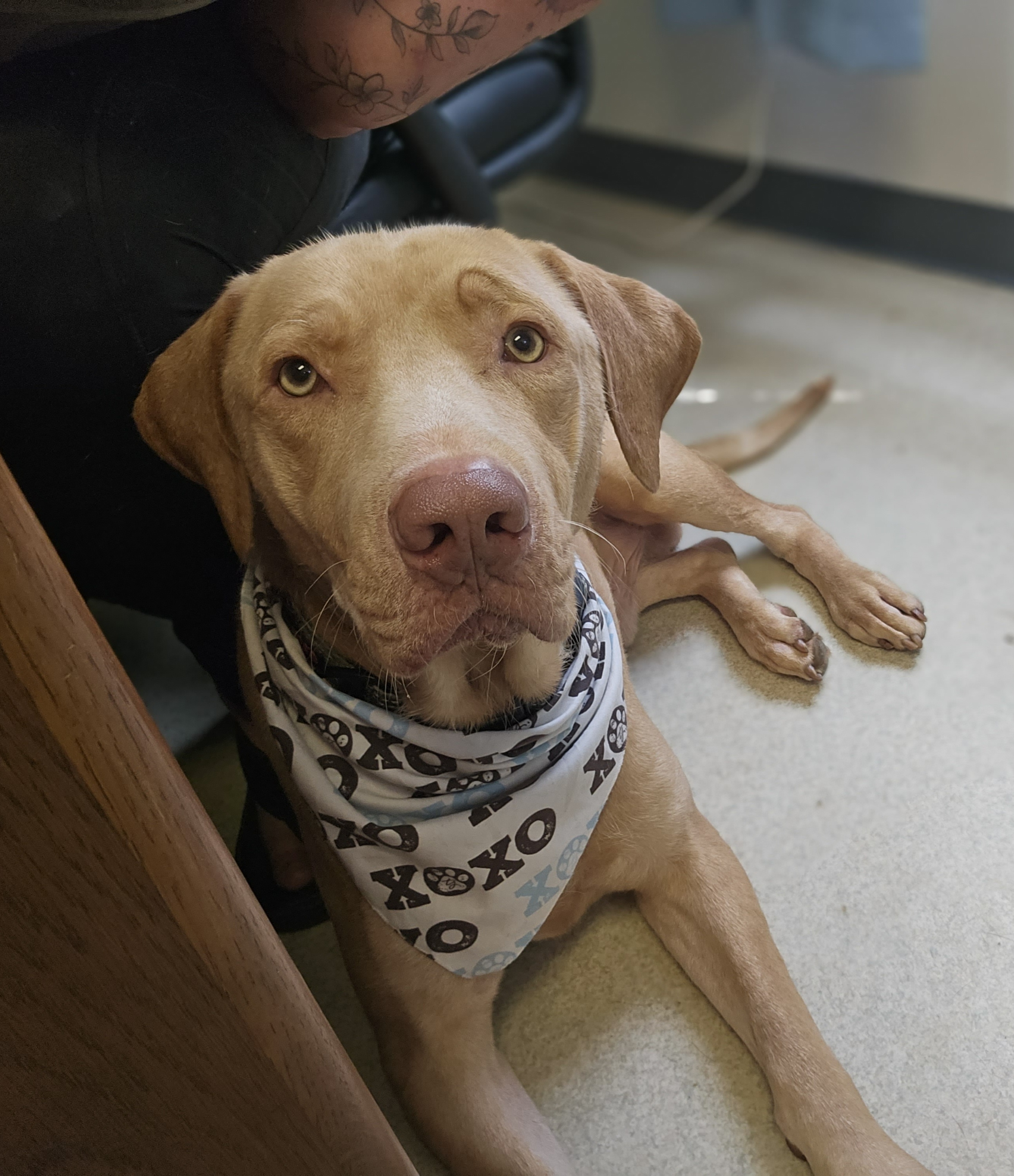 MINGO, Adult Male Yellow Labrador Retriever