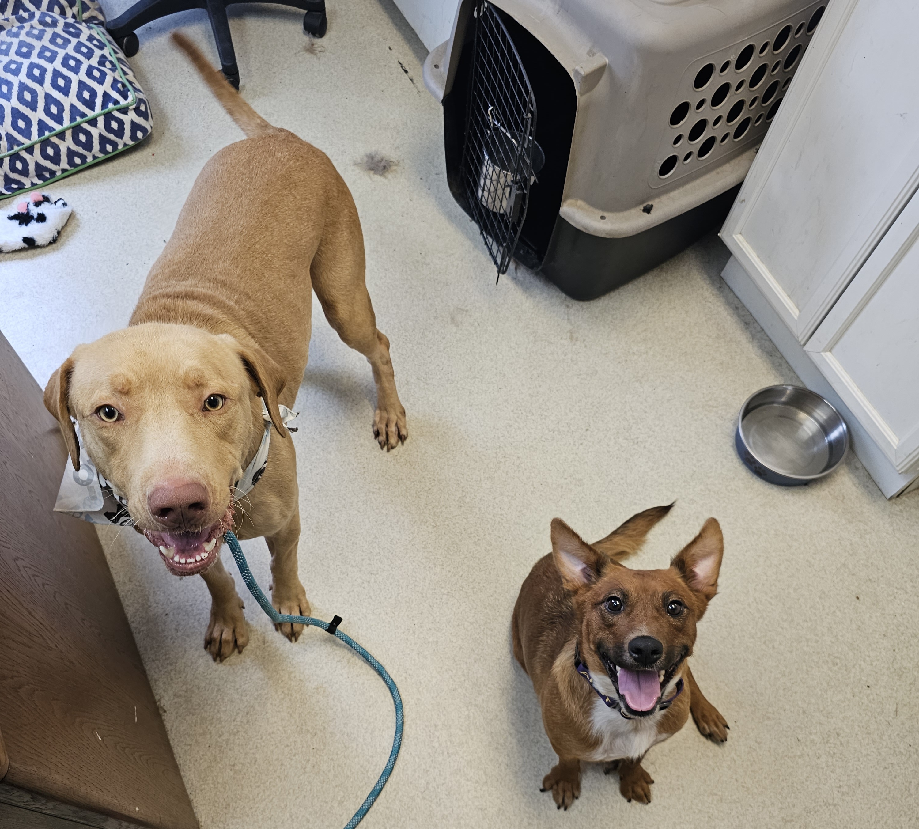 Enlarge MINGO, a Adoptable Yellow Labrador Retriever in TULSA, OK image 11/12