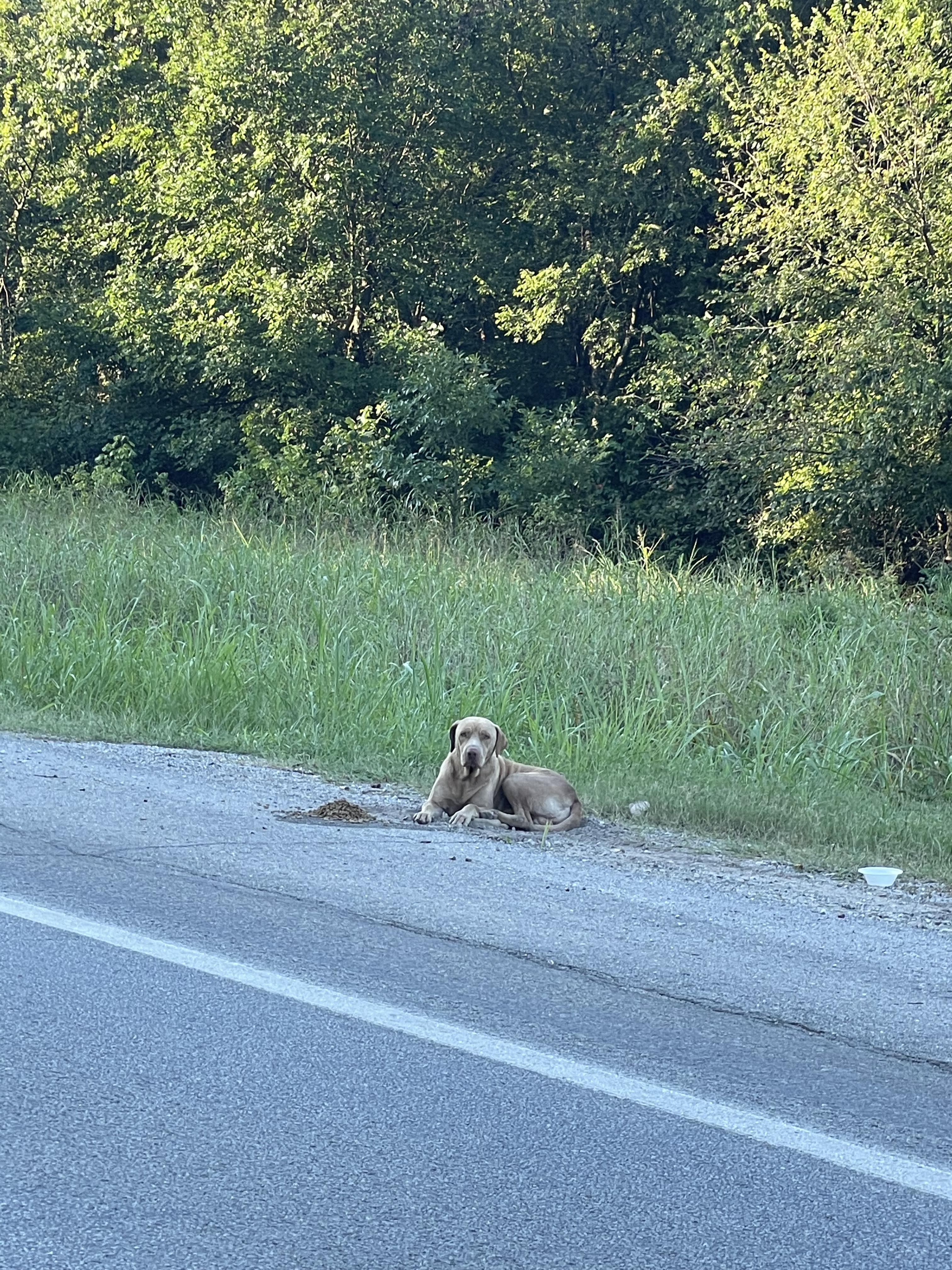 Enlarge MINGO, a Adoptable Yellow Labrador Retriever in TULSA, OK image 12/12