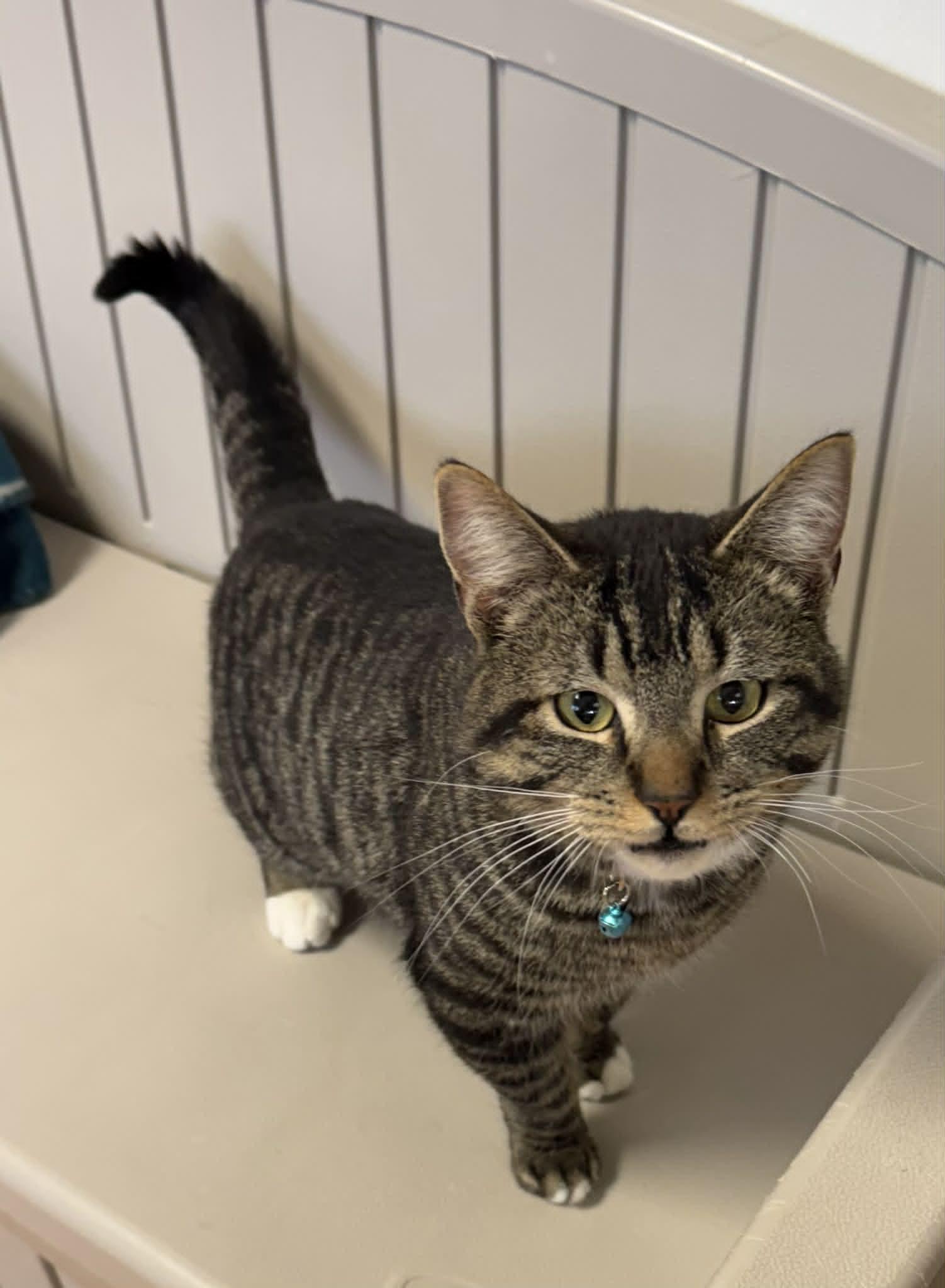 Enlarge Aggie, a ADOPTABLE Domestic Short Hair in Mauston, WI image 1/1