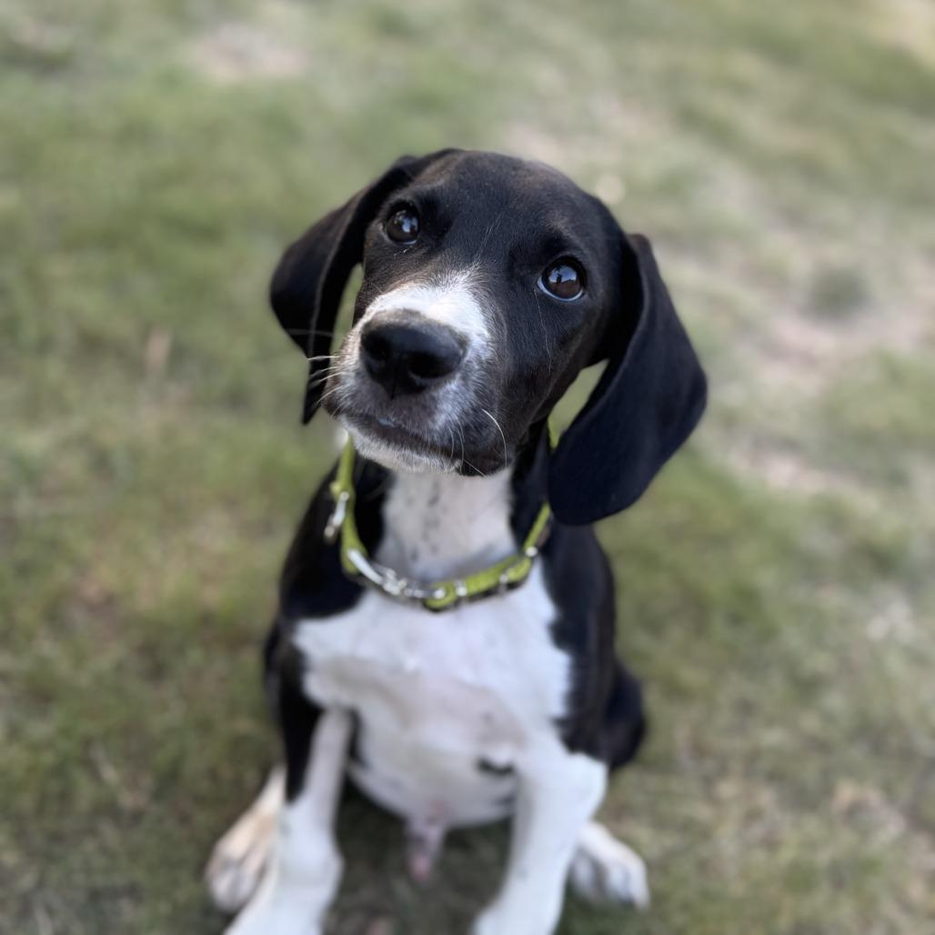 Otis, a Adoptable mixed breed in Cedar Creek, TX image 1/6