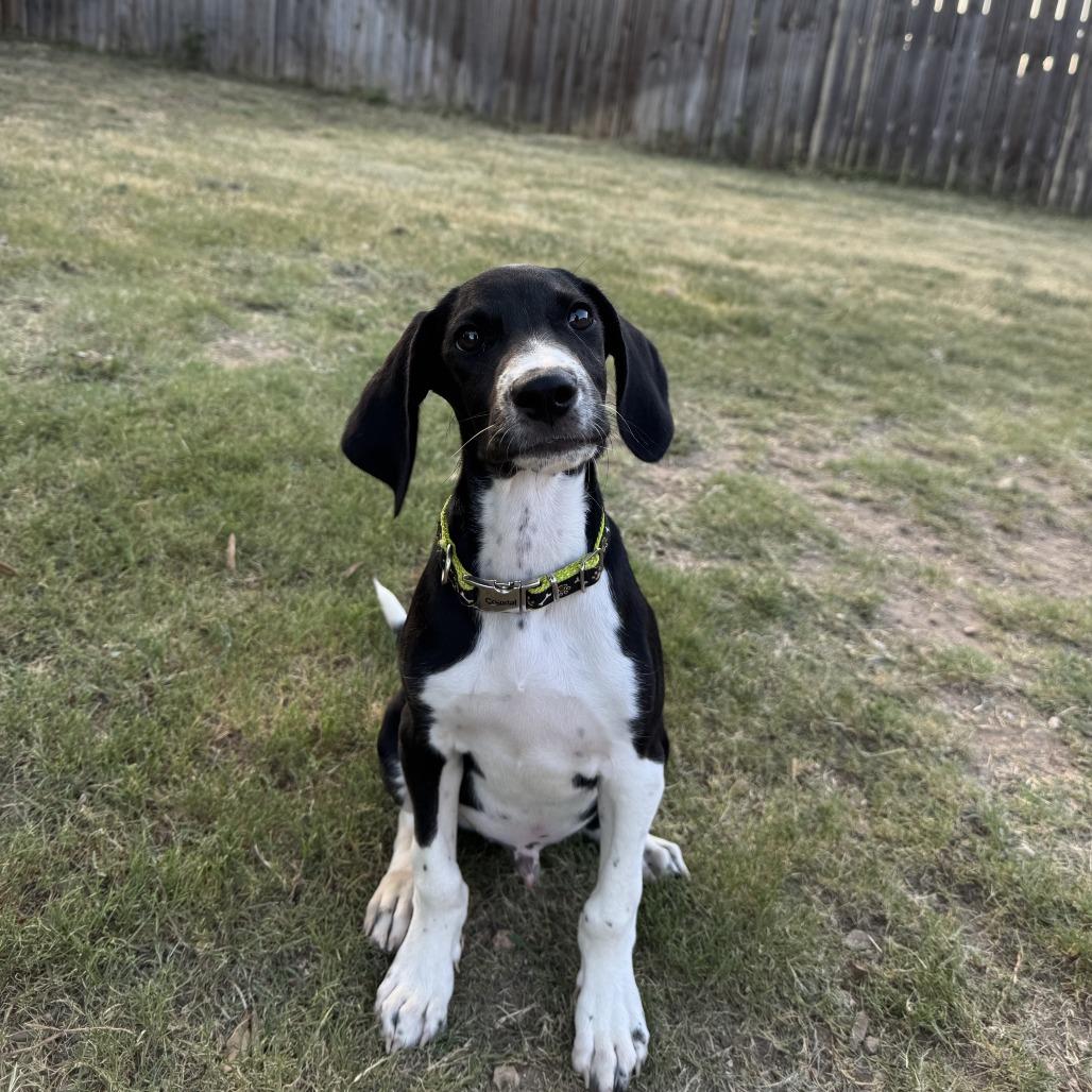 Otis, a Adoptable mixed breed in Cedar Creek, TX image 2/6