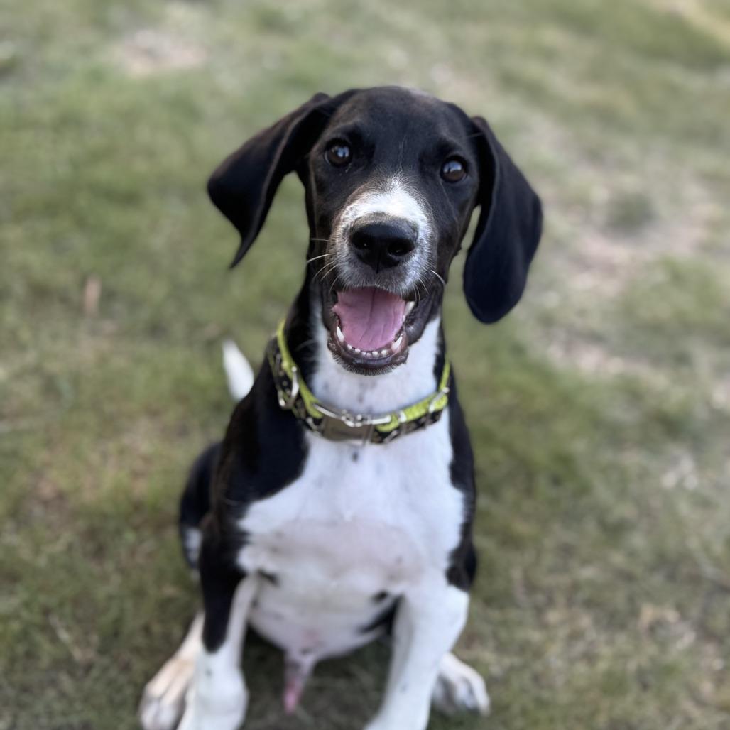 Otis, a Adoptable mixed breed in Cedar Creek, TX image 4/6