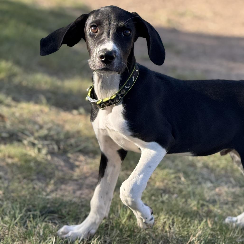 Otis, a Adoptable mixed breed in Cedar Creek, TX image 5/6