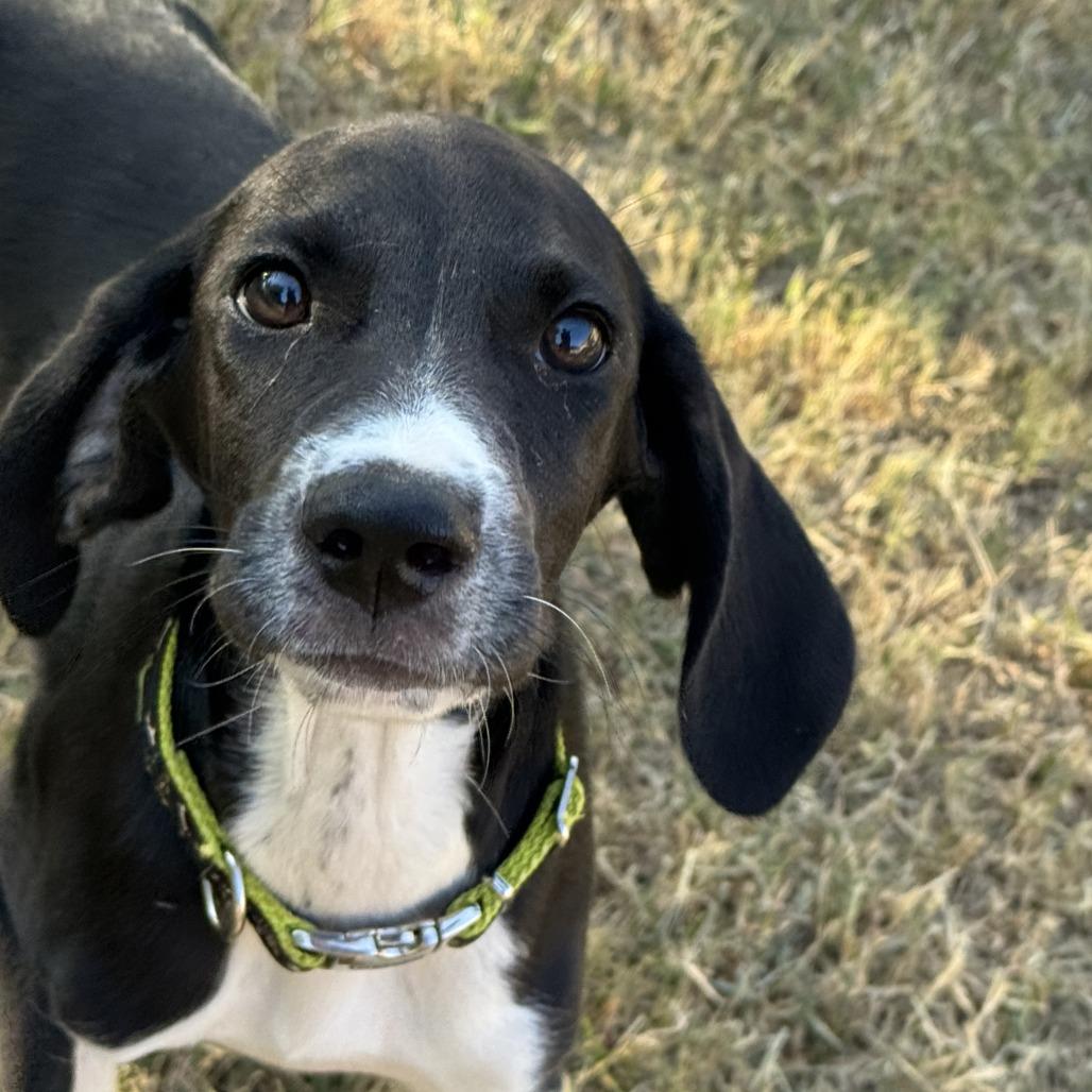 Otis, a Adoptable mixed breed in Cedar Creek, TX image 6/6