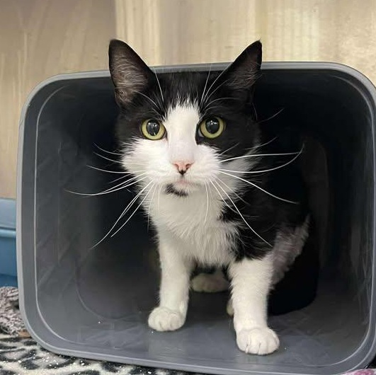 RavenPaw, ADOPTABLE, Adult Female Domestic Short Hair.