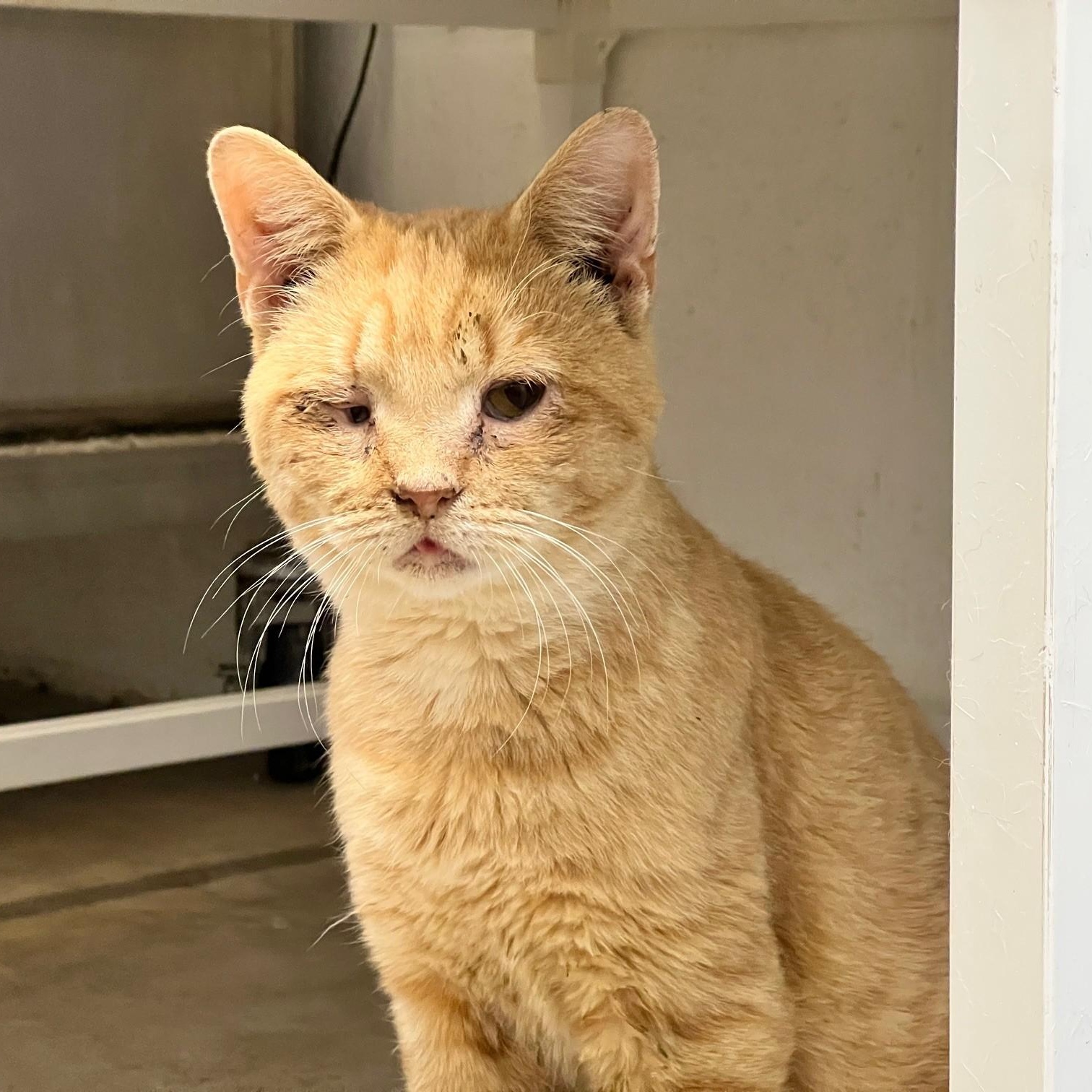 Dustin, Adoptable, Adult Male Domestic Short Hair.