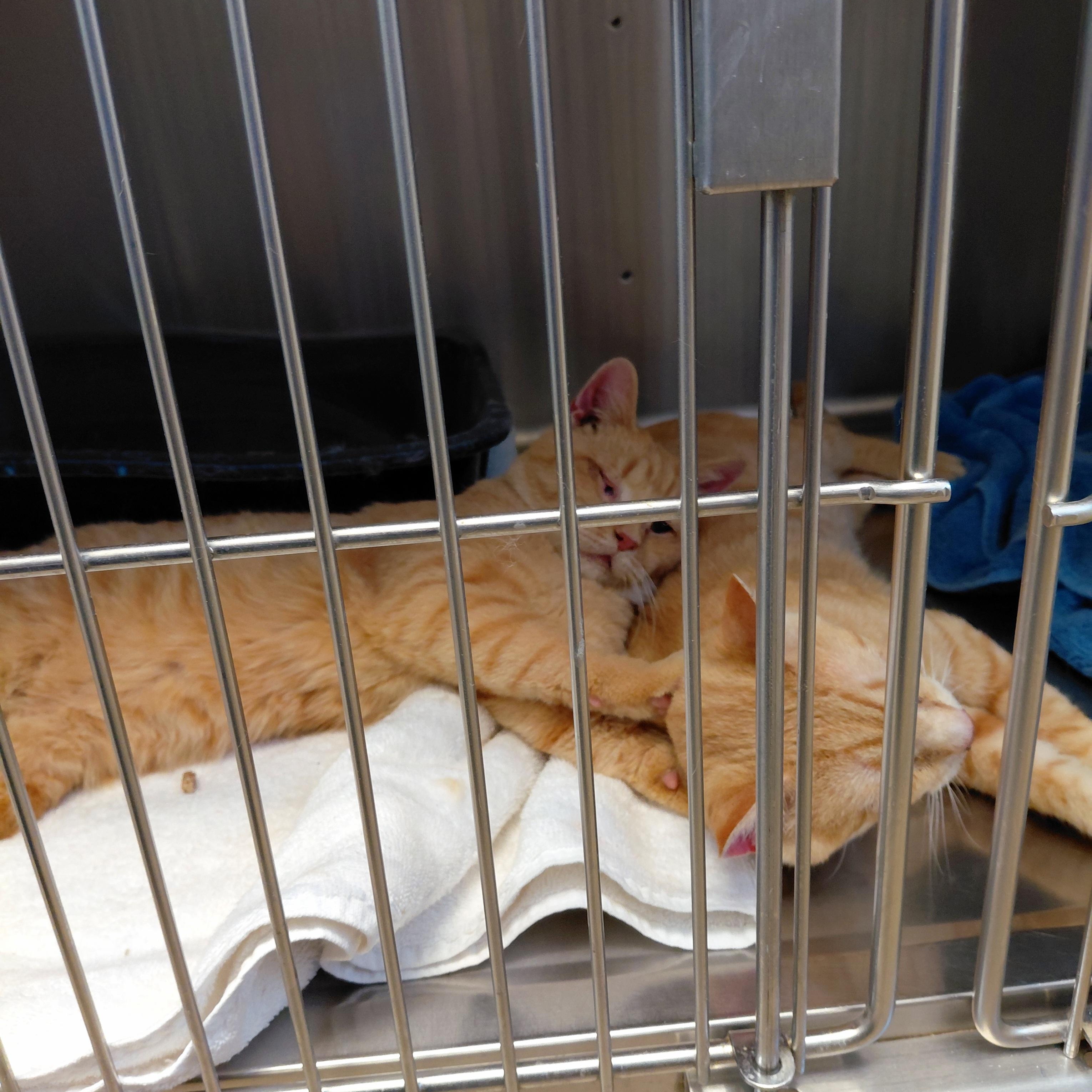 Enlarge Dustin, a Adoptable Domestic Short Hair in Stanley, VA image 2/3