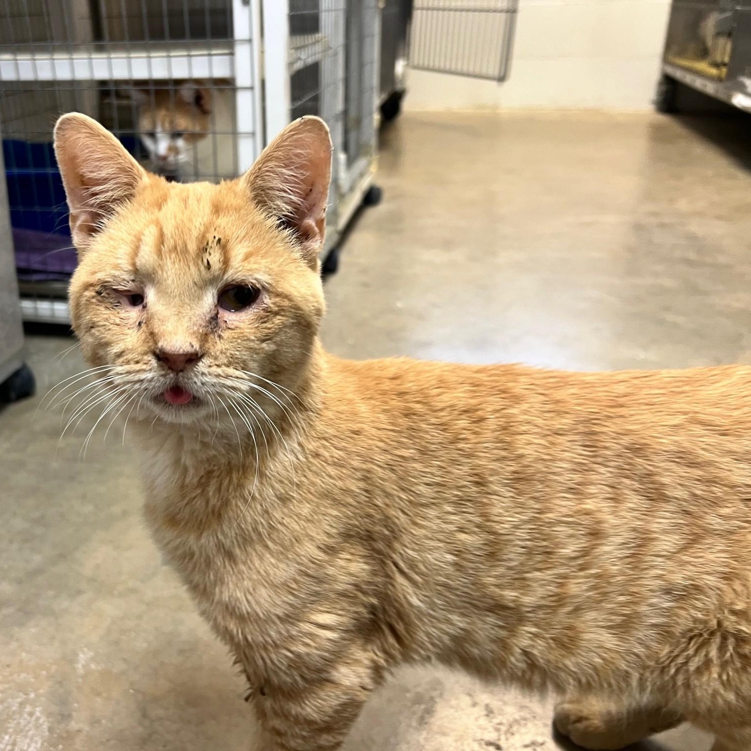 Enlarge Dustin, a Adoptable Domestic Short Hair in Stanley, VA image 3/3