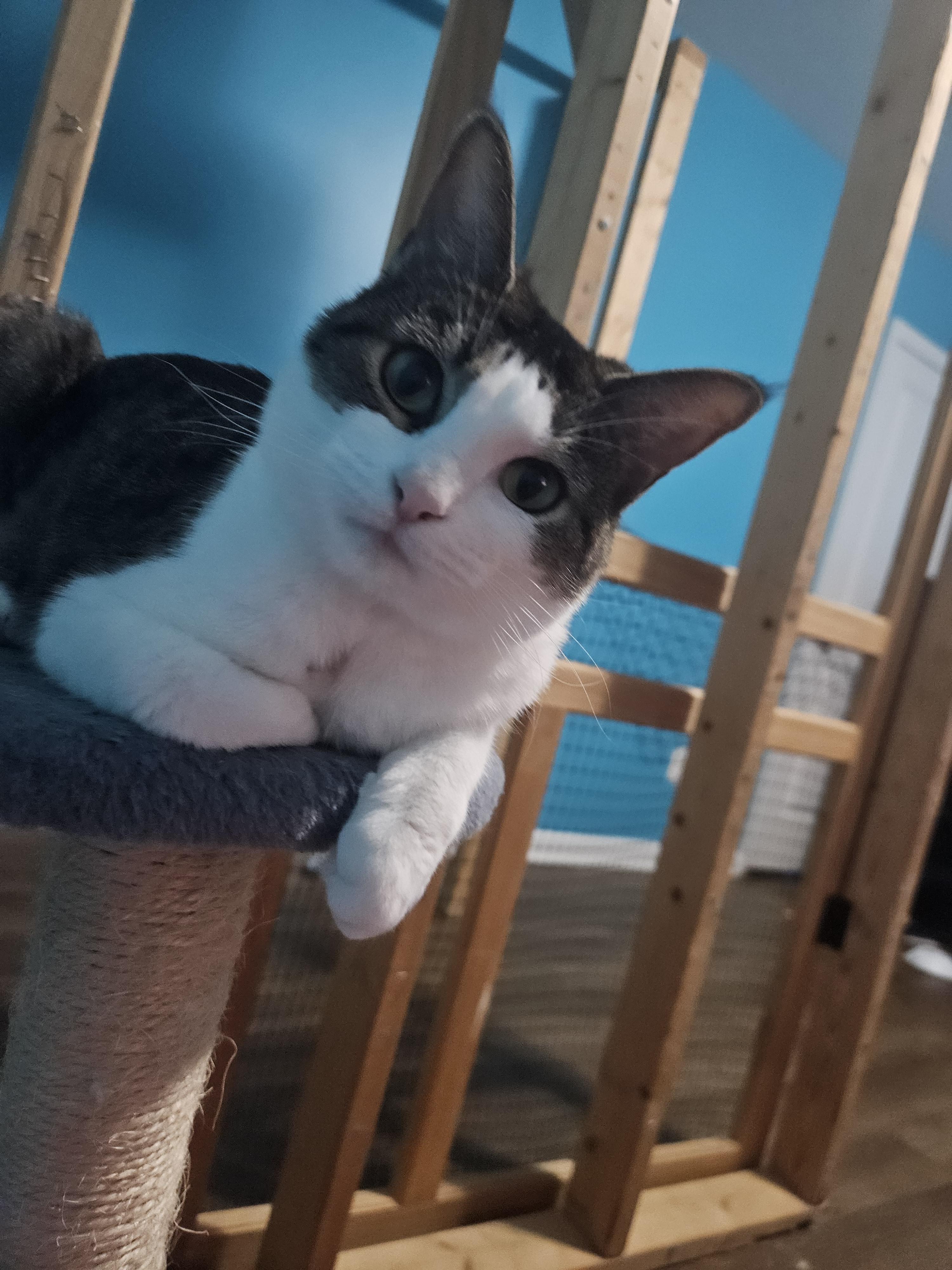 Enlarge April, a Adoptable Domestic Short Hair in Moore, SC image 2/2