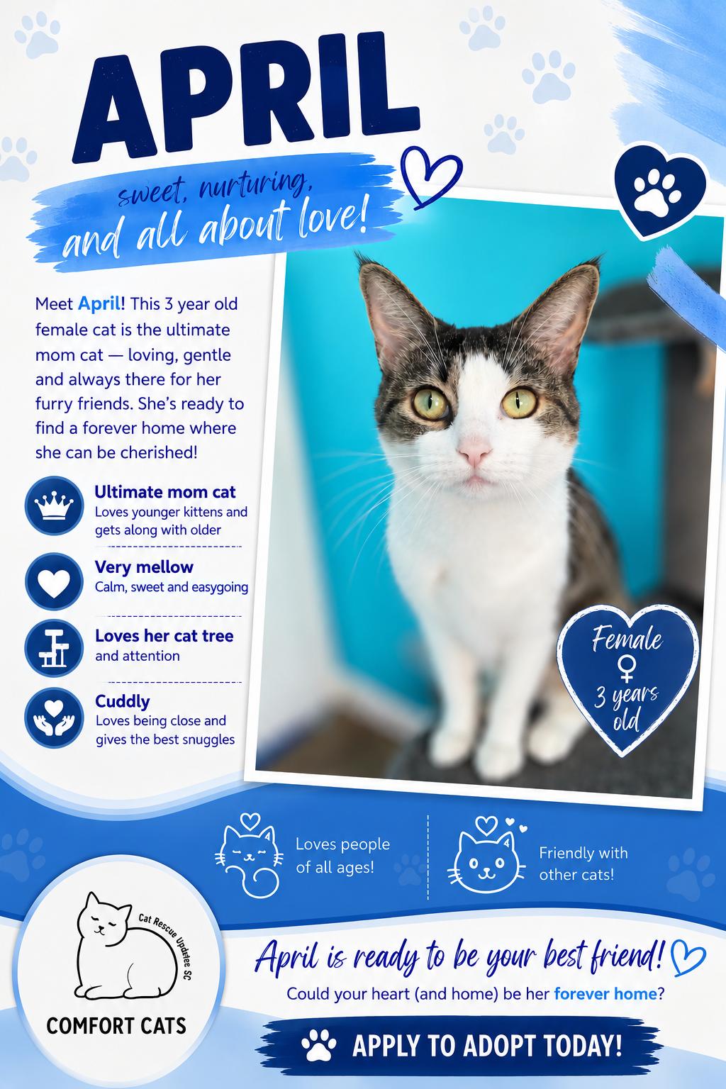 April, Adoptable, Adult Female Domestic Short Hair.