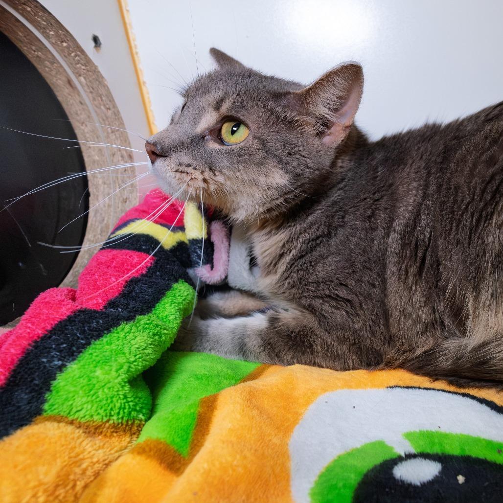 Sourpatch Cat, Adoptable, Adult Male Domestic Short Hair.