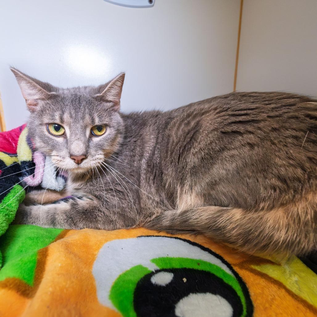 Enlarge Sourpatch Cat, a Adoptable Domestic Short Hair in South Elgin, IL image 2/5