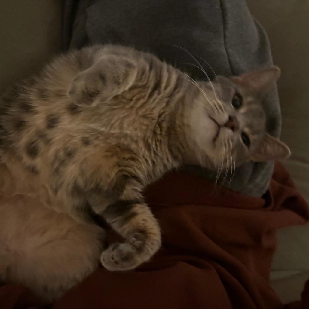 Sourpatch Cat, a Adoptable Domestic Short Hair in South Elgin, IL image 3/5