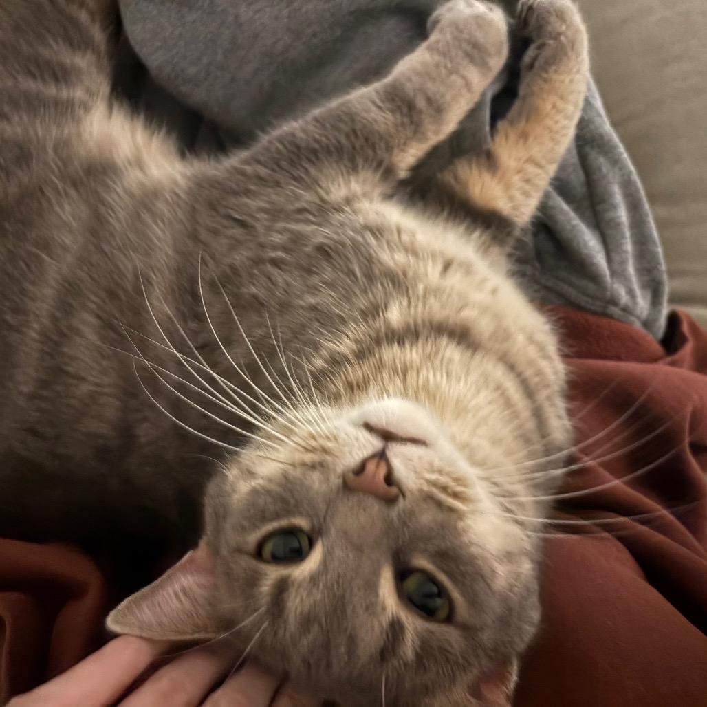 Enlarge Sourpatch Cat, a Adoptable Domestic Short Hair in South Elgin, IL image 2/5