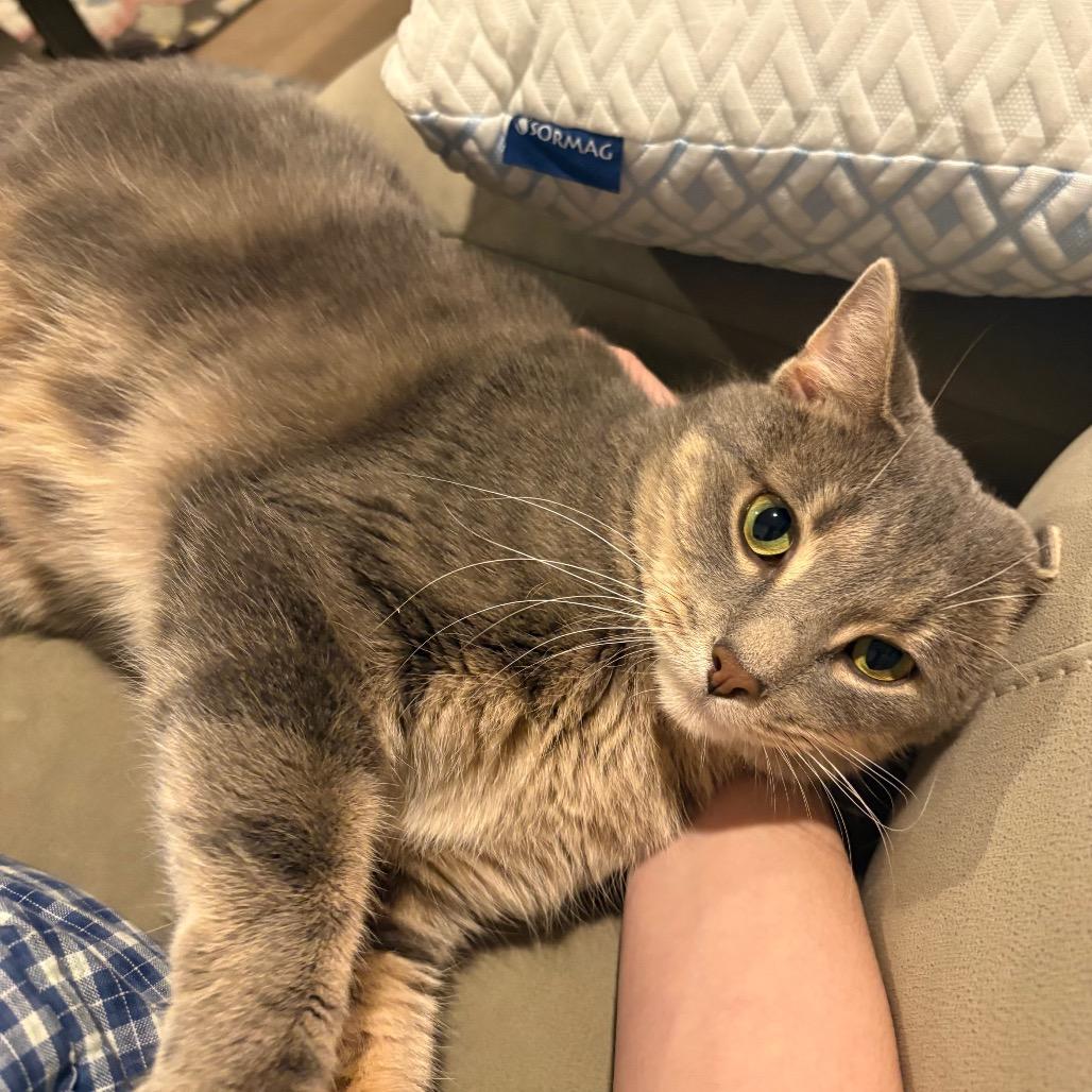 Enlarge Sourpatch Cat, a Adoptable Domestic Short Hair in South Elgin, IL image 3/5