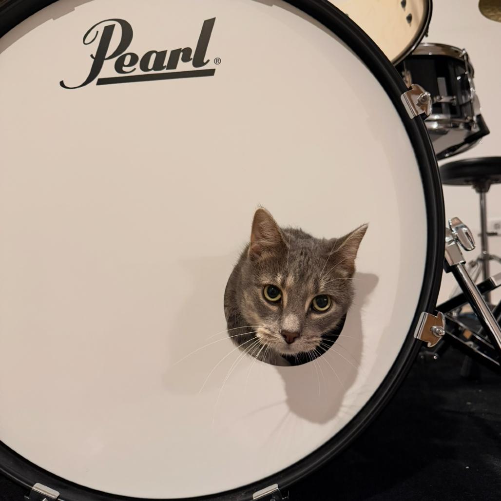 Enlarge Sourpatch Cat, a Adoptable Domestic Short Hair in South Elgin, IL image 4/5