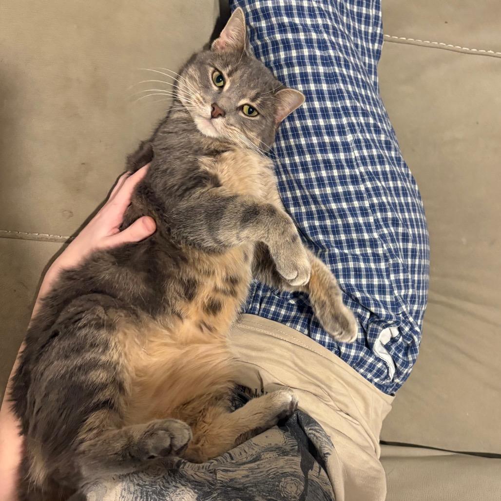 Enlarge Sourpatch Cat, a Adoptable Domestic Short Hair in South Elgin, IL image 5/5