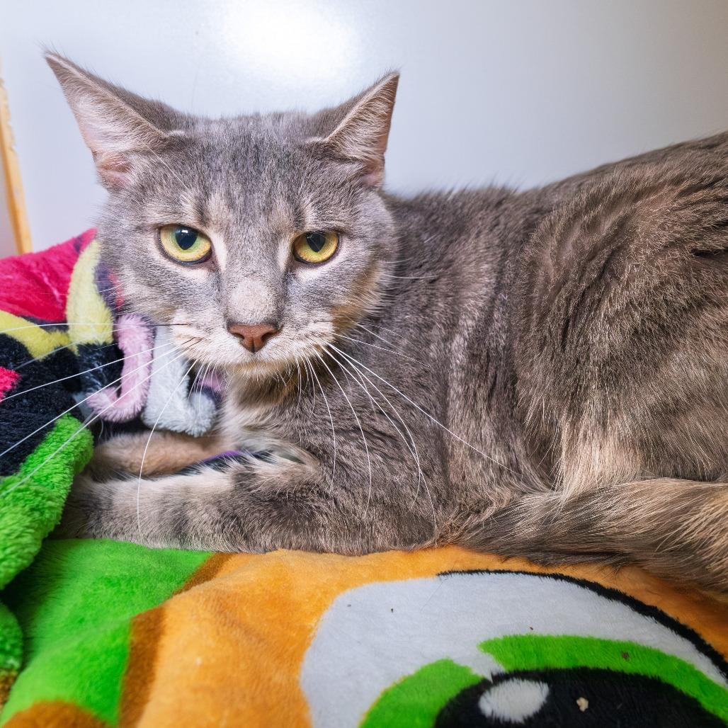 Enlarge Sourpatch Cat, a Adoptable Domestic Short Hair in South Elgin, IL image 5/5