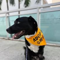 Enlarge Cane, a ADOPTABLE mixed breed in Miami, FL image 2/4