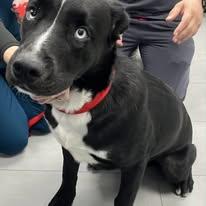 Enlarge Cane, a ADOPTABLE mixed breed in Miami, FL image 4/4