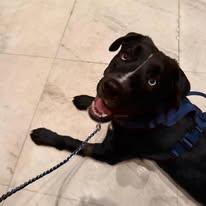 Enlarge Cane, a ADOPTABLE mixed breed in Miami, FL image 3/4