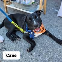 Enlarge Cane, a ADOPTABLE mixed breed in Miami, FL image 1/4