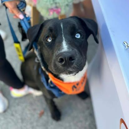 Cane, ADOPTABLE, Young Male Black Labrador Retriever & Husky.