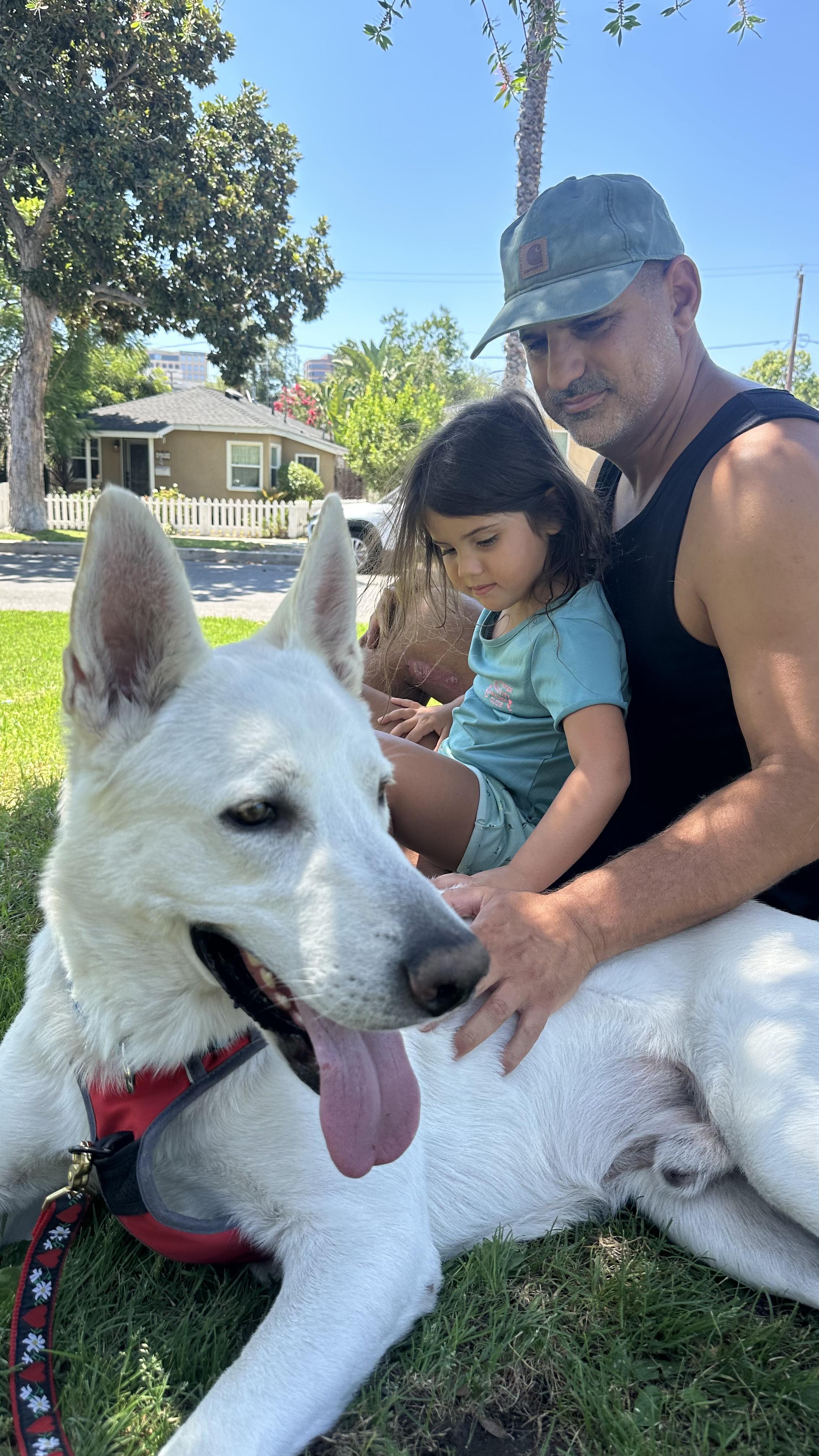 Enlarge Blitz, a ADOPTABLE White German Shepherd in Phoenix, AZ image 3/4