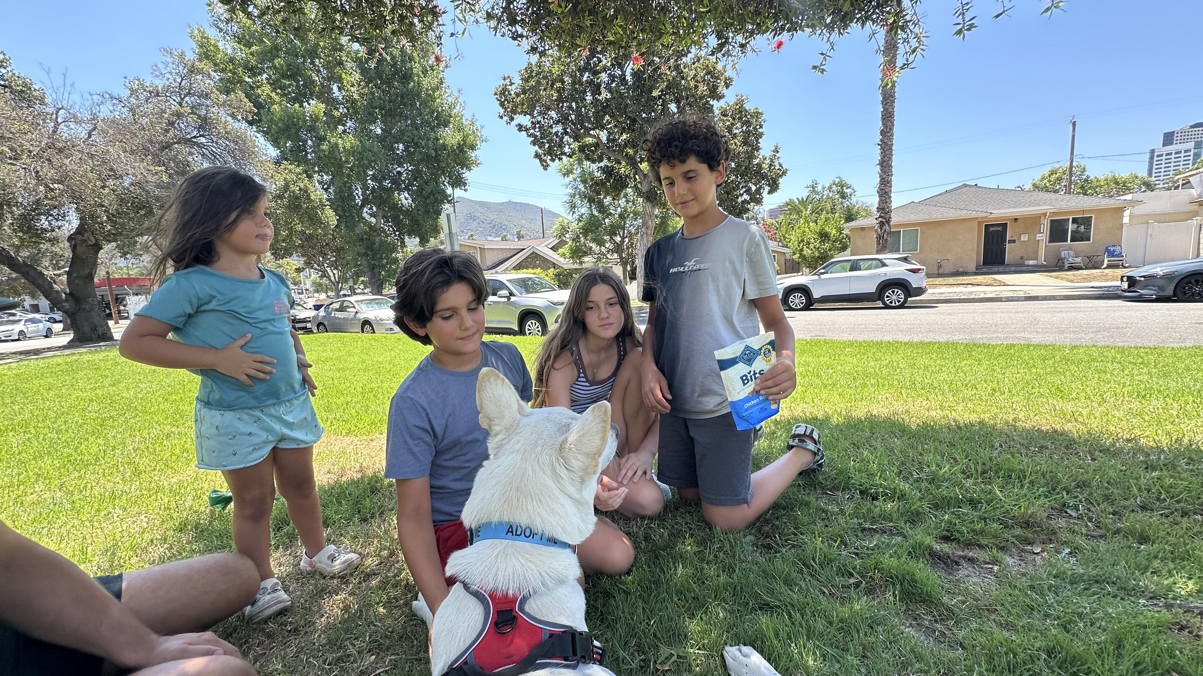 Enlarge Blitz, a ADOPTABLE White German Shepherd in Phoenix, AZ image 4/4