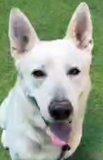 Blitz, ADOPTABLE, Adult Male White German Shepherd.