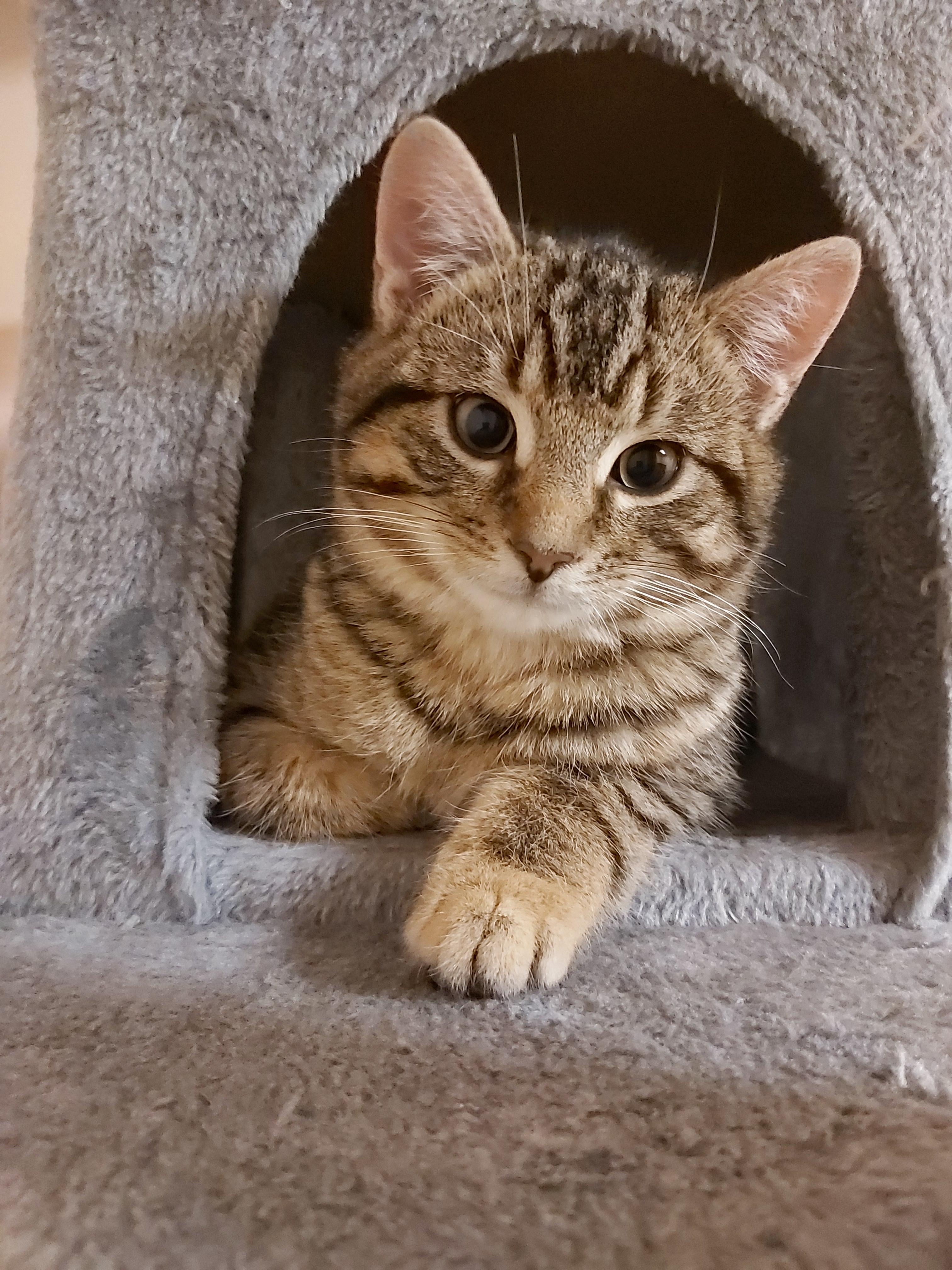 Yoshi, Adopted, Adult Male Domestic Short Hair.