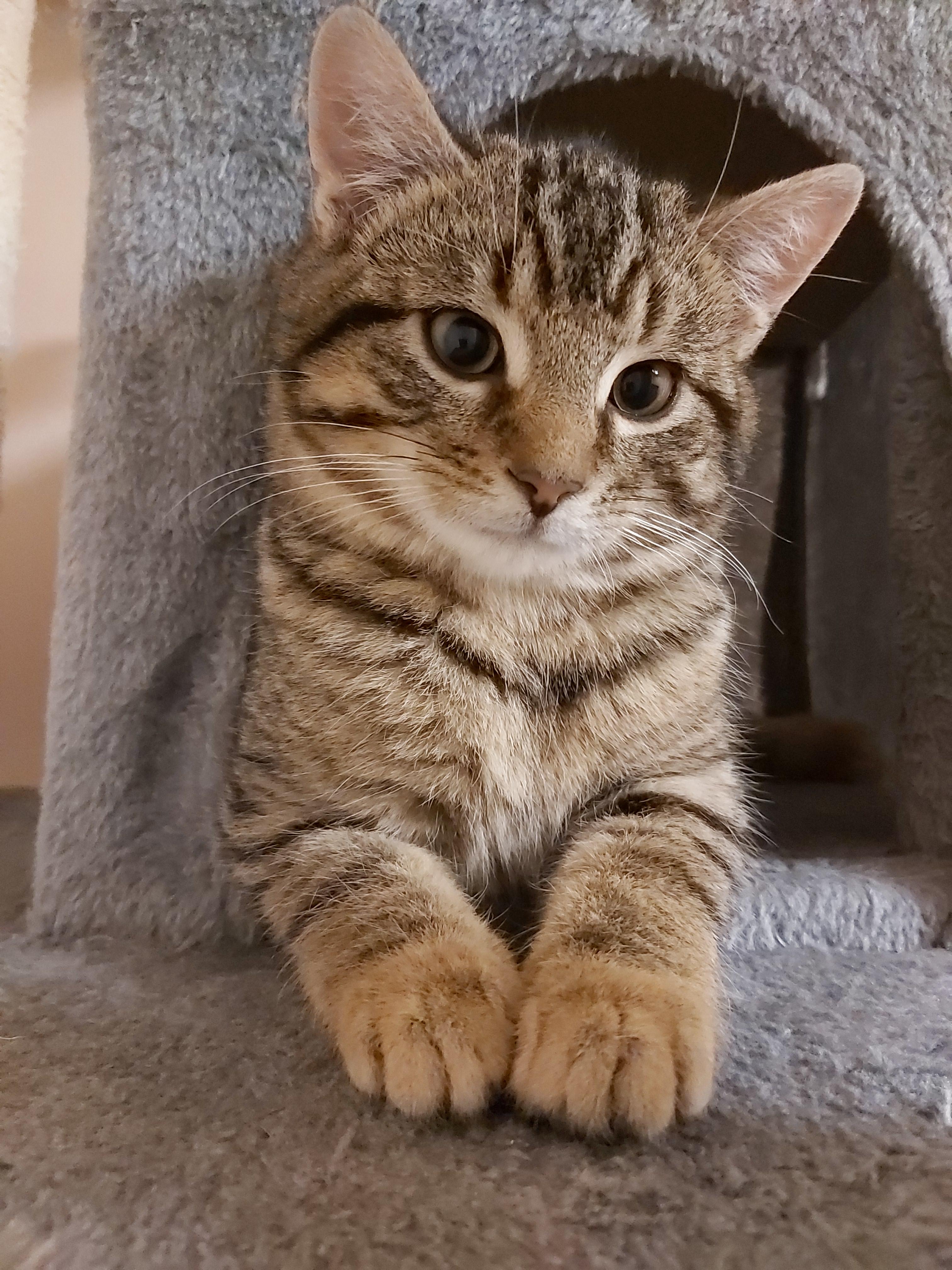 Enlarge Yoshi, a Adopted Domestic Short Hair in Guelph, ON image 2/6