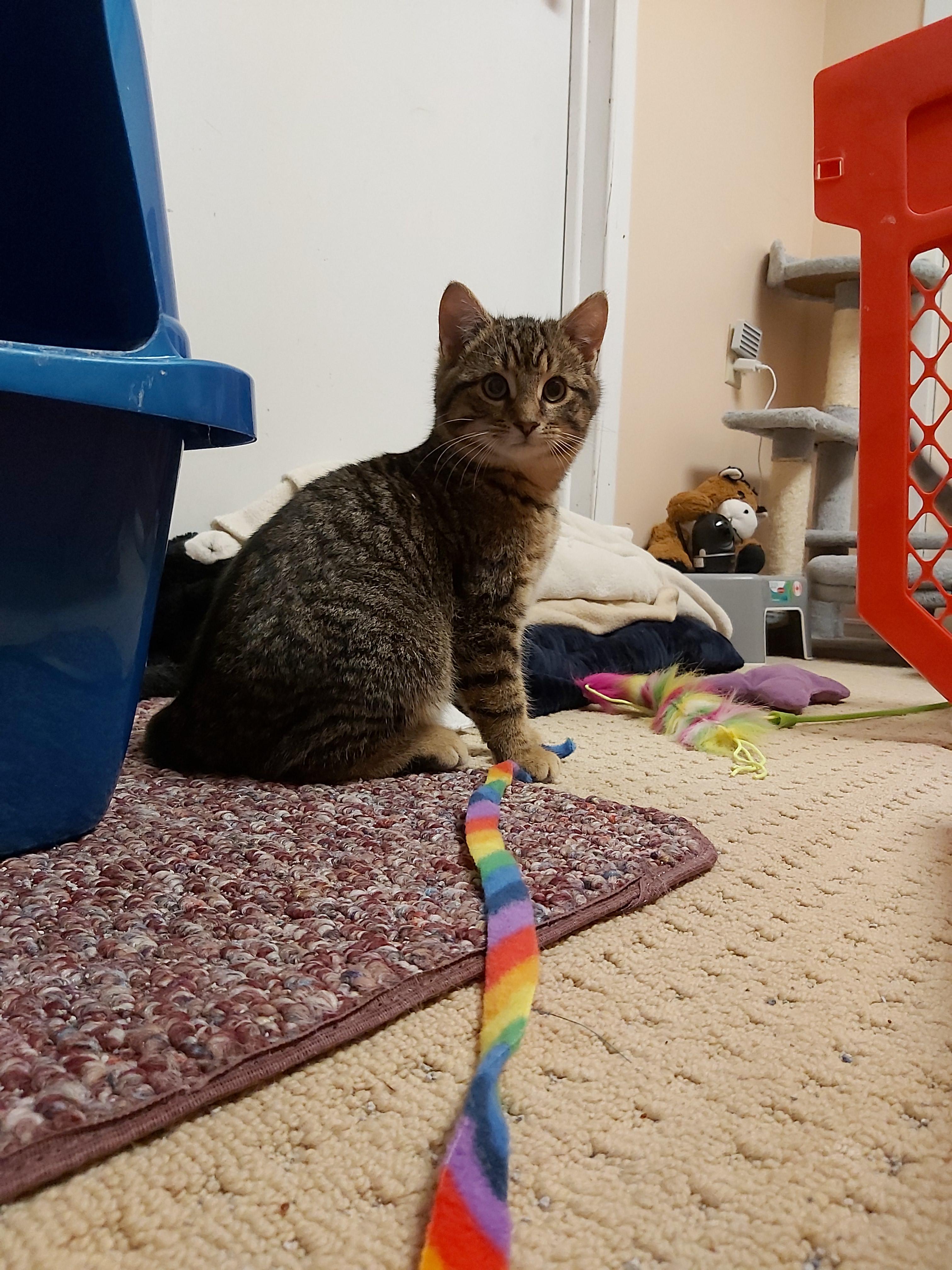 Enlarge Yoshi, a Adopted Domestic Short Hair in Guelph, ON image 3/6