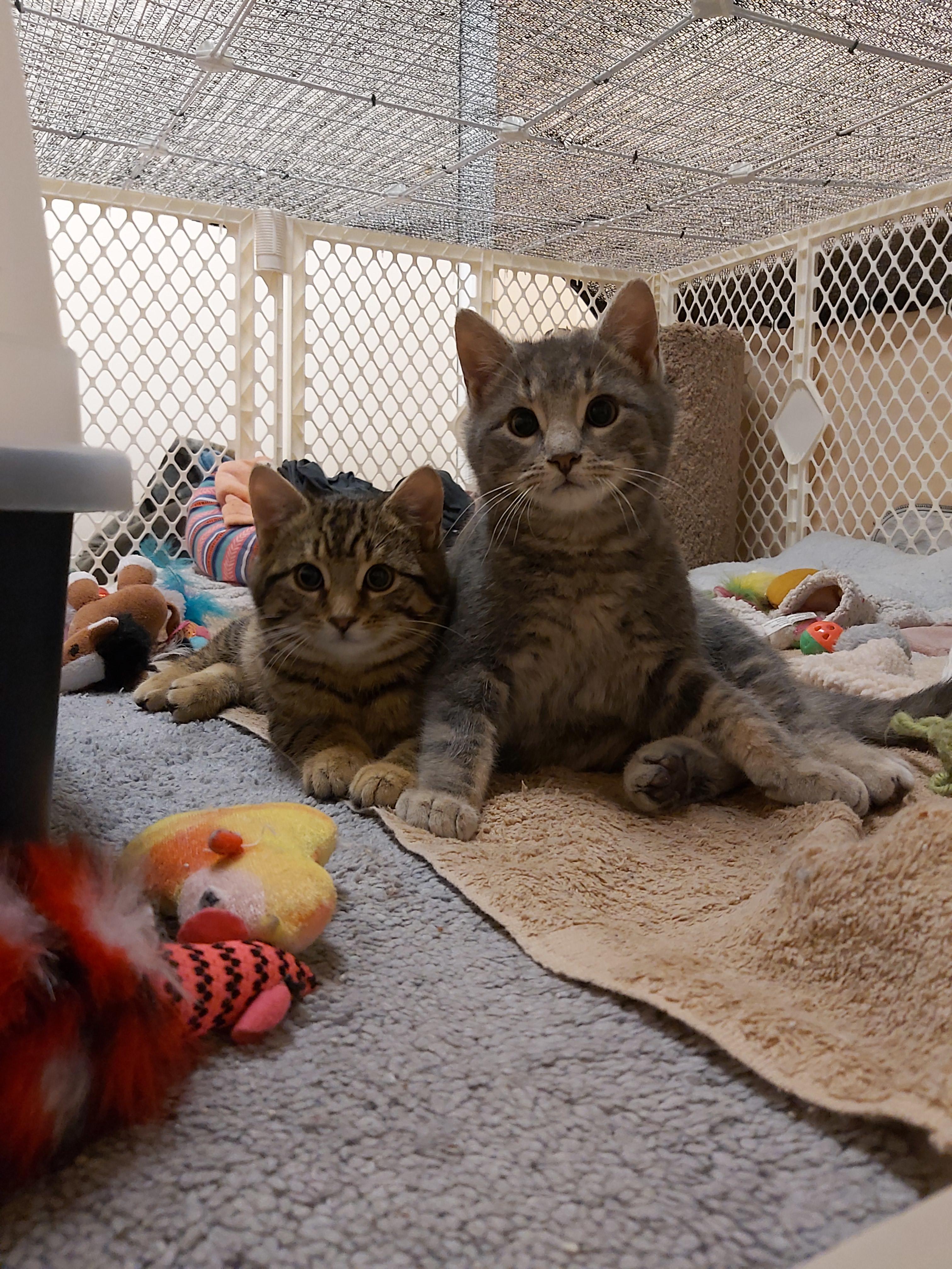 Yoshi, Adopted, Adult Male Domestic Short Hair.