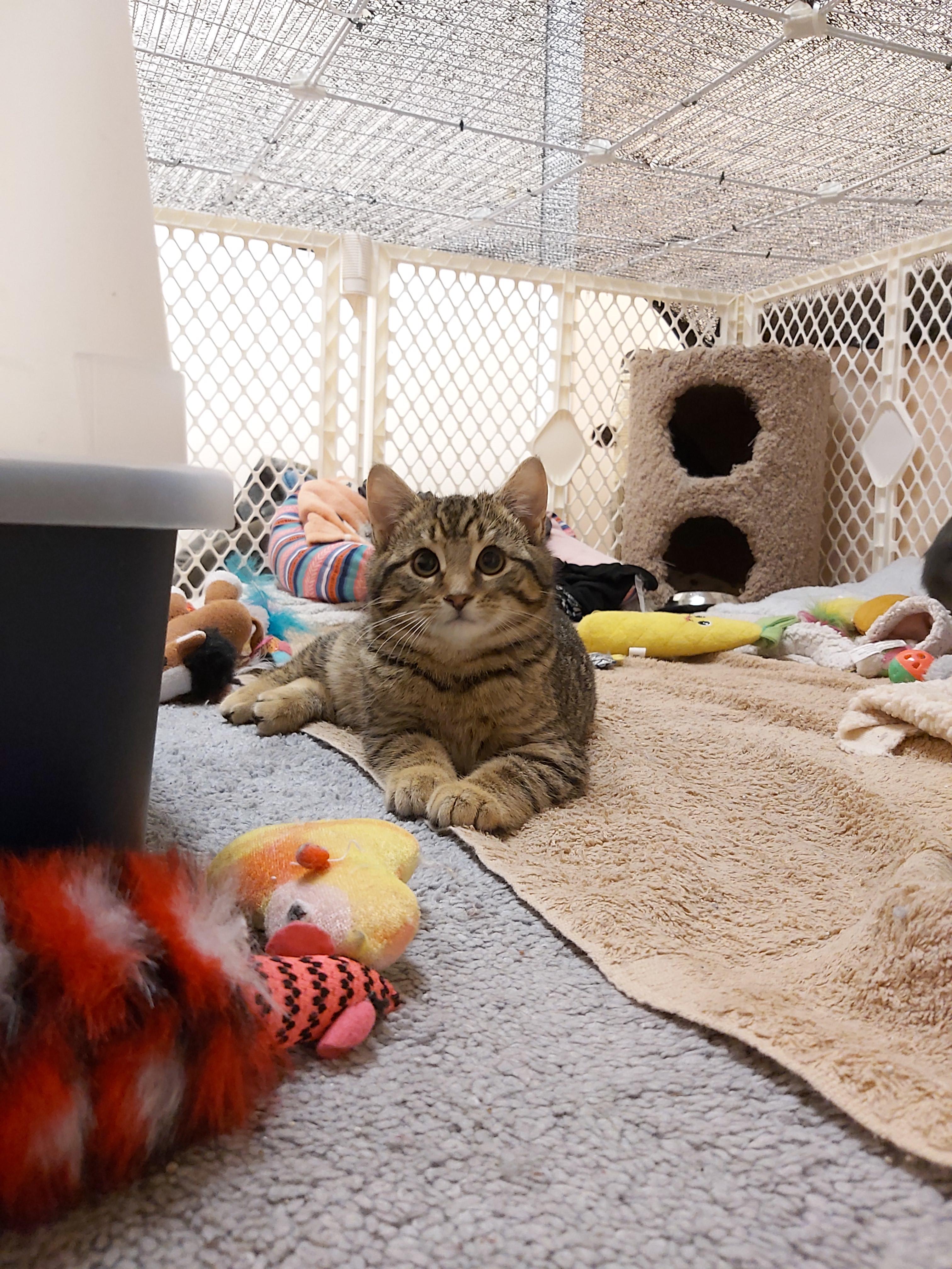 Enlarge Yoshi, a Adopted Domestic Short Hair in Guelph, ON image 6/6