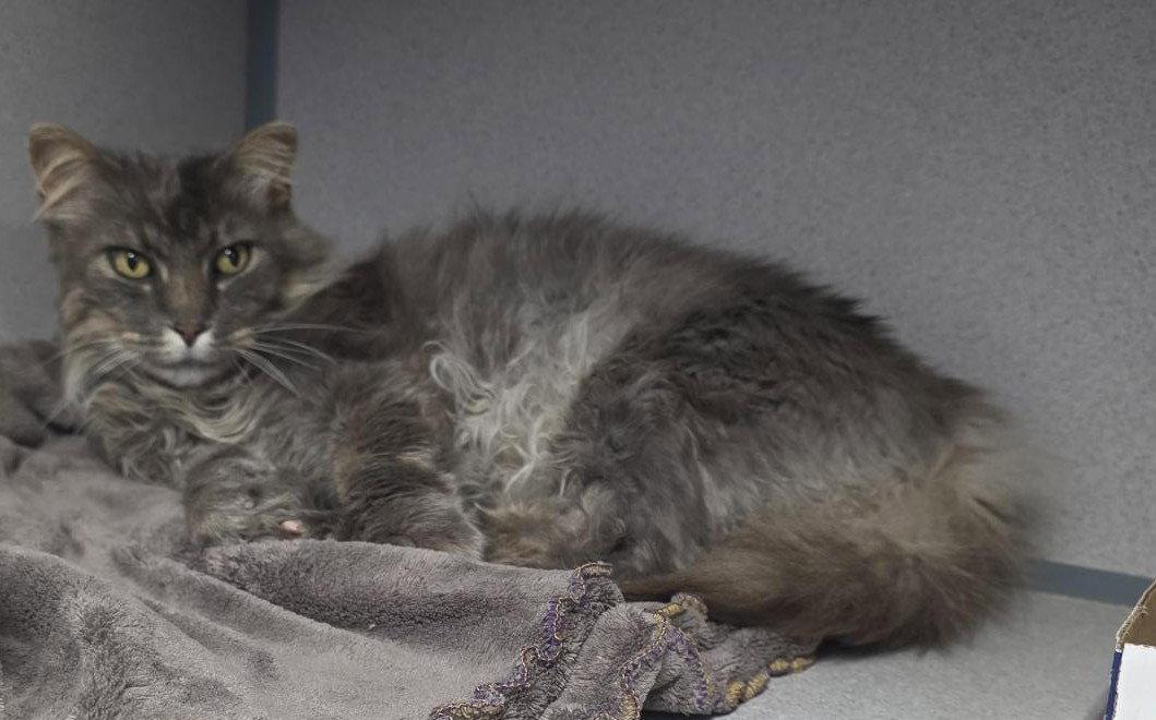 Brent, Adoptable, Adult Male Domestic Long Hair.