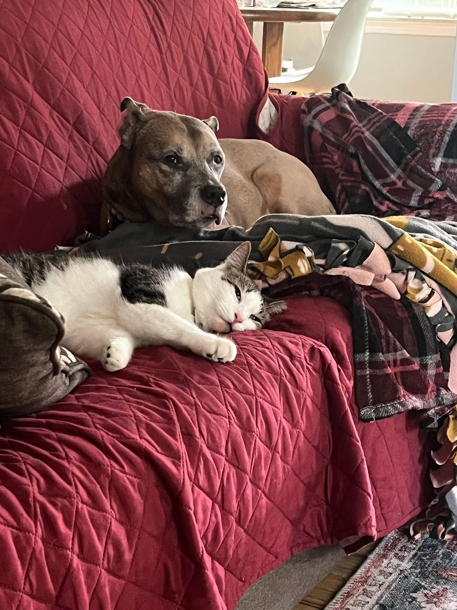 Calvin, Adoptable, Young Male American Shorthair.