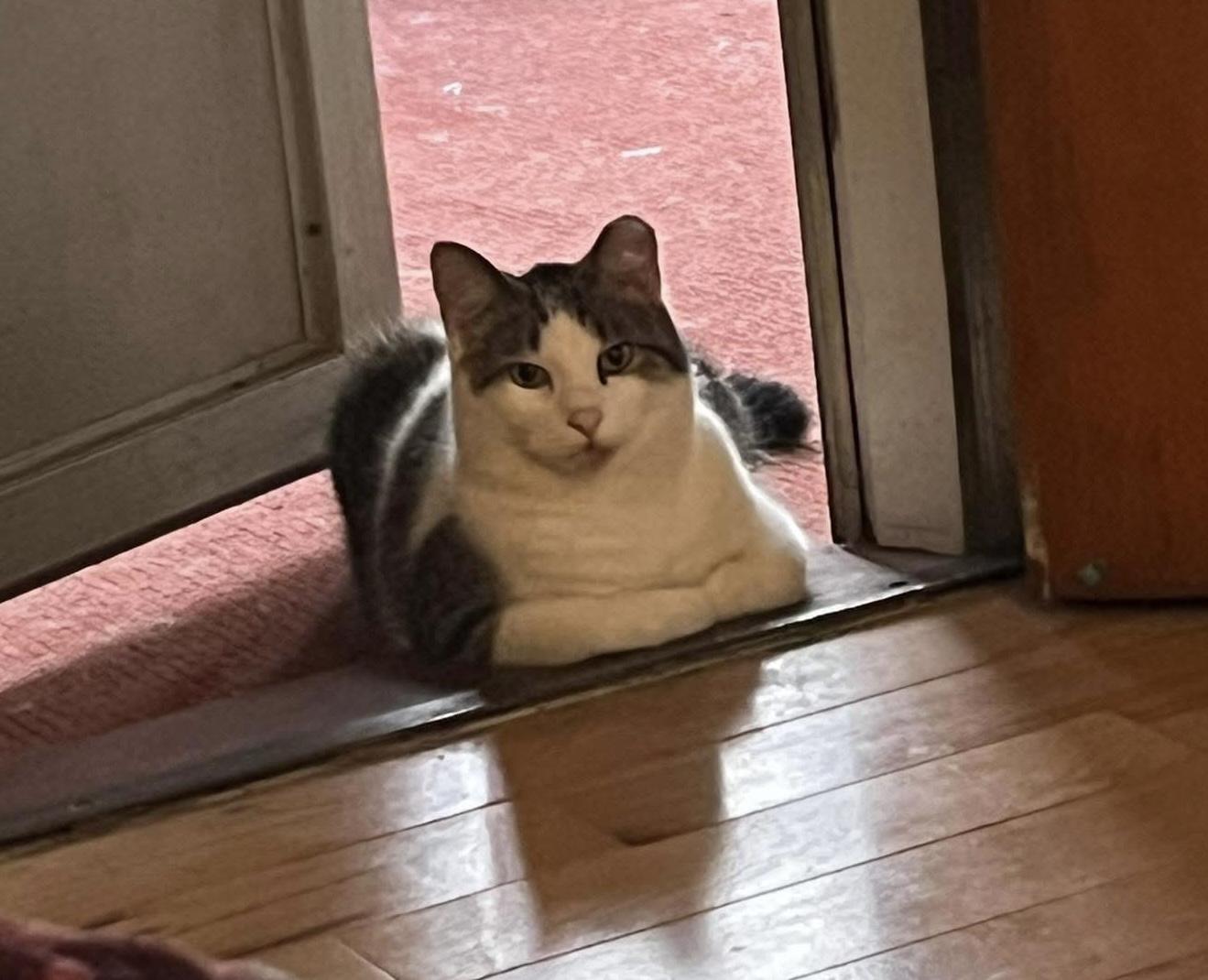 Enlarge Calvin, a Adoptable American Shorthair in Mount Morris, MI image 2/4