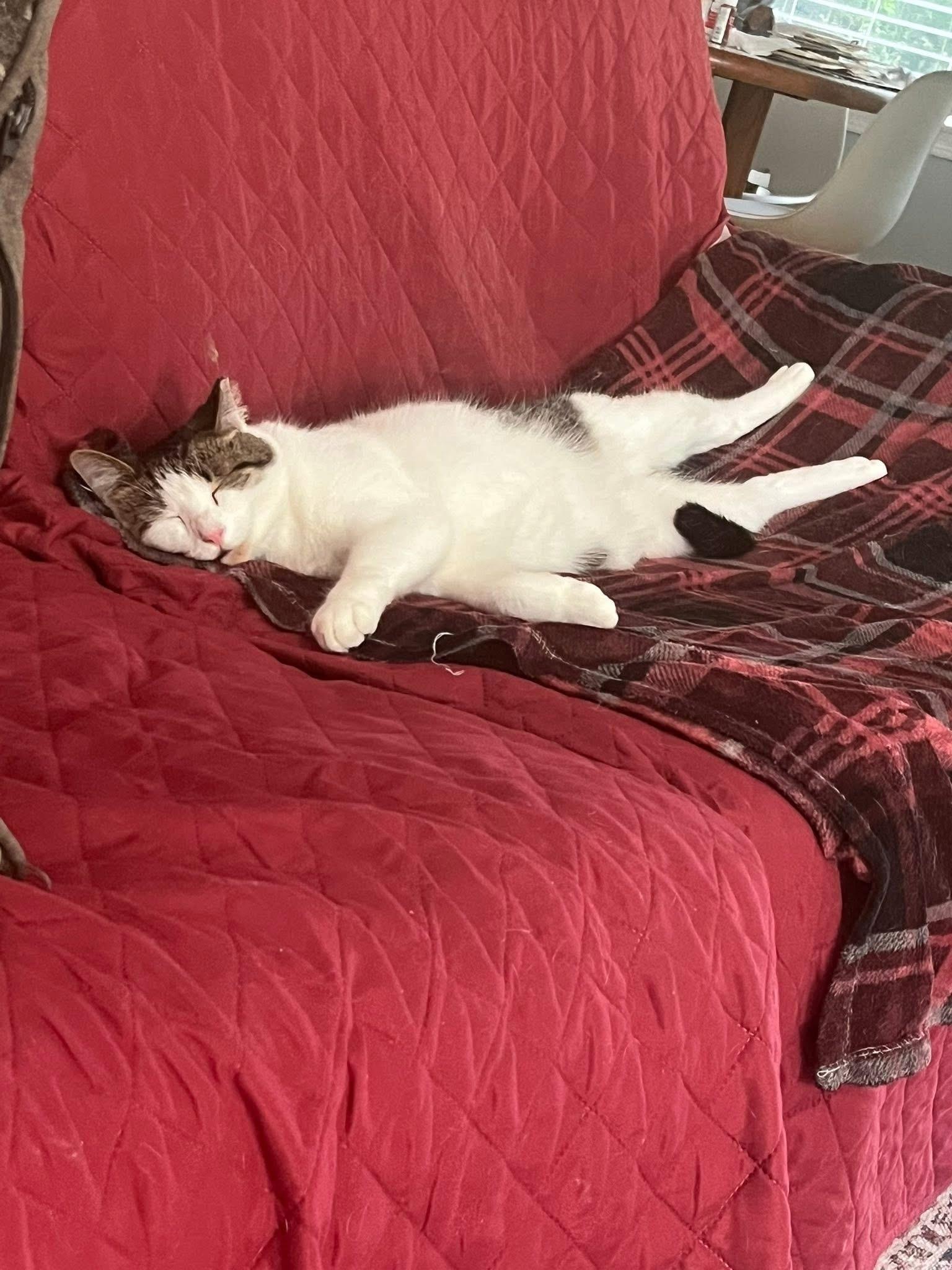 Enlarge Calvin, a Adoptable American Shorthair in Mount Morris, MI image 3/4