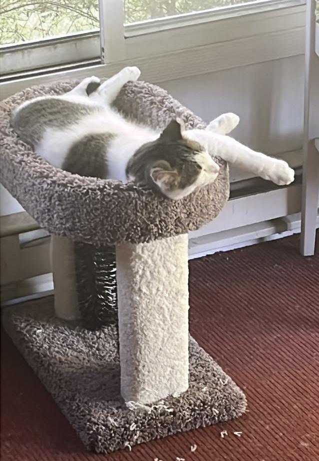 Enlarge Calvin, a Adoptable American Shorthair in Mount Morris, MI image 4/4