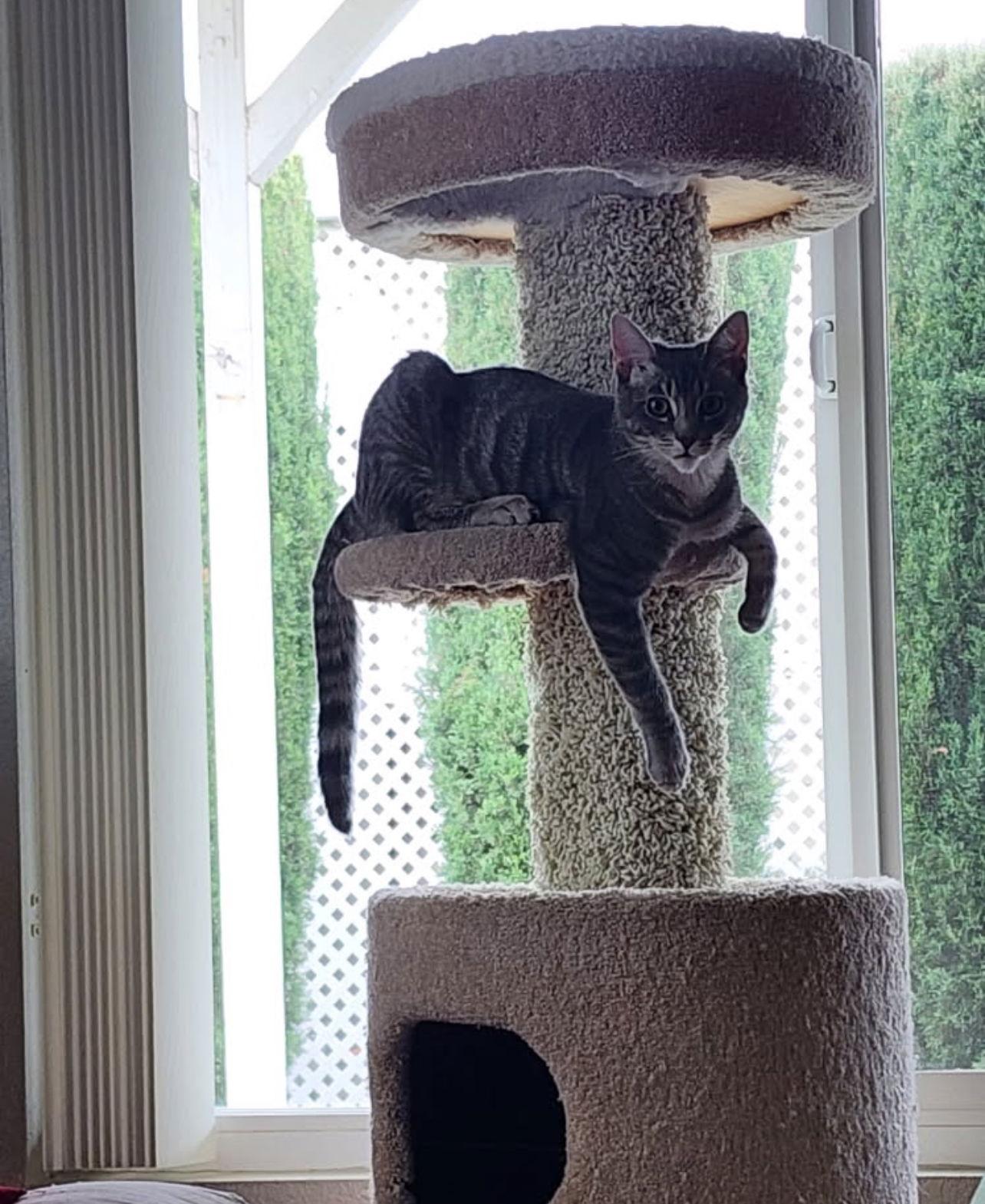 Enlarge River, a Adoptable Domestic Short Hair in Riverside, CA image 1/3