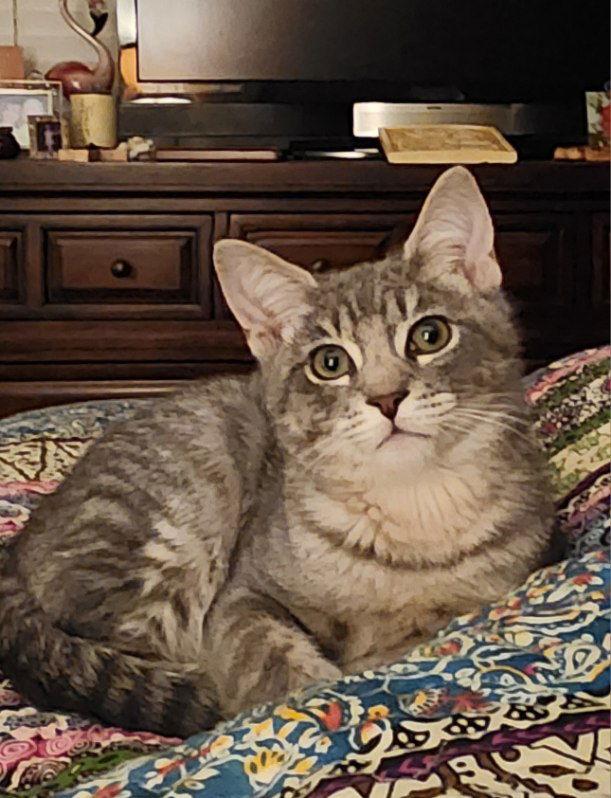 Enlarge River 2, a Adoptable Domestic Short Hair in Riverside, CA image 4/6