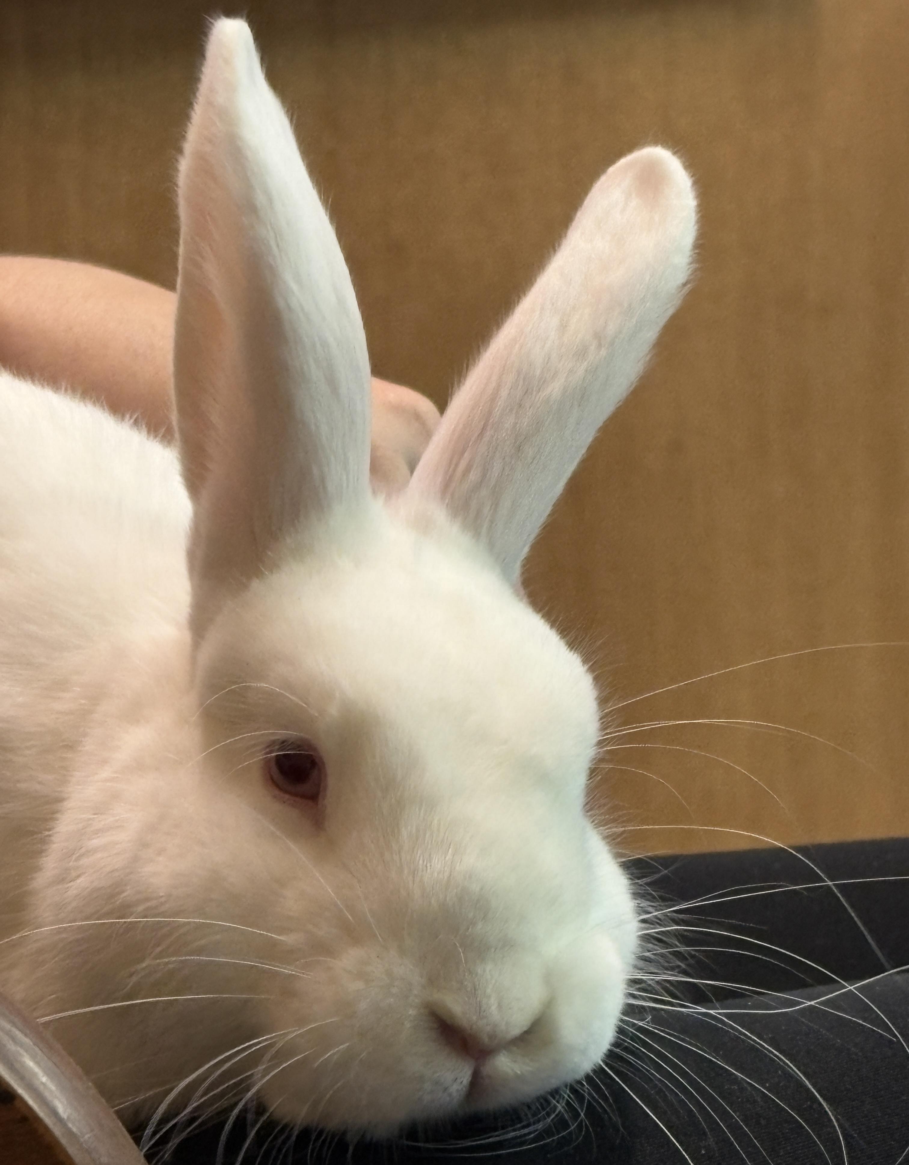 Enlarge Buster, a Adoptable mixed breed in Chapin, SC image 2/2