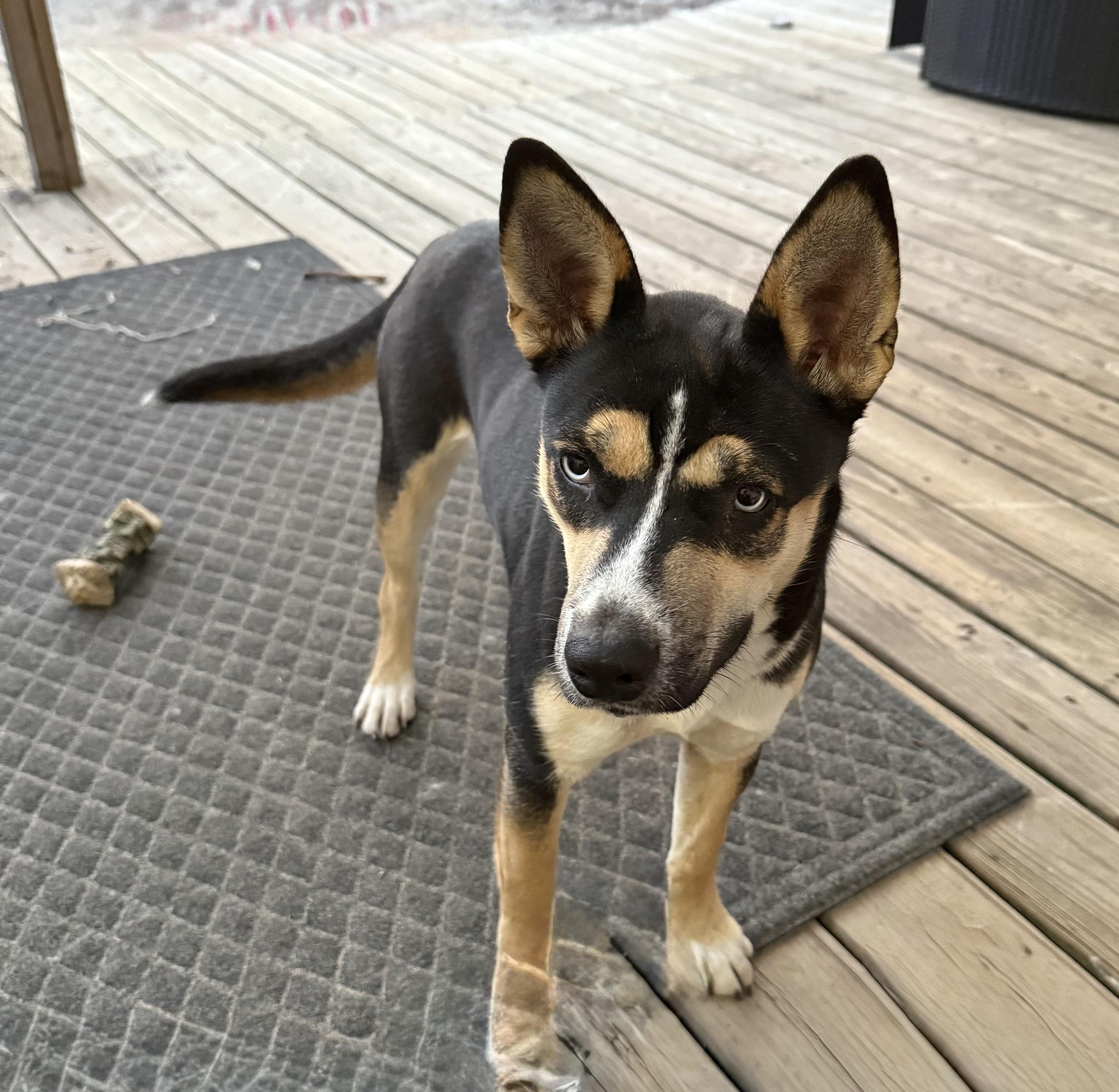 Enlarge Coco, a ADOPTABLE mixed breed in Mount Croghan, SC image 3/3