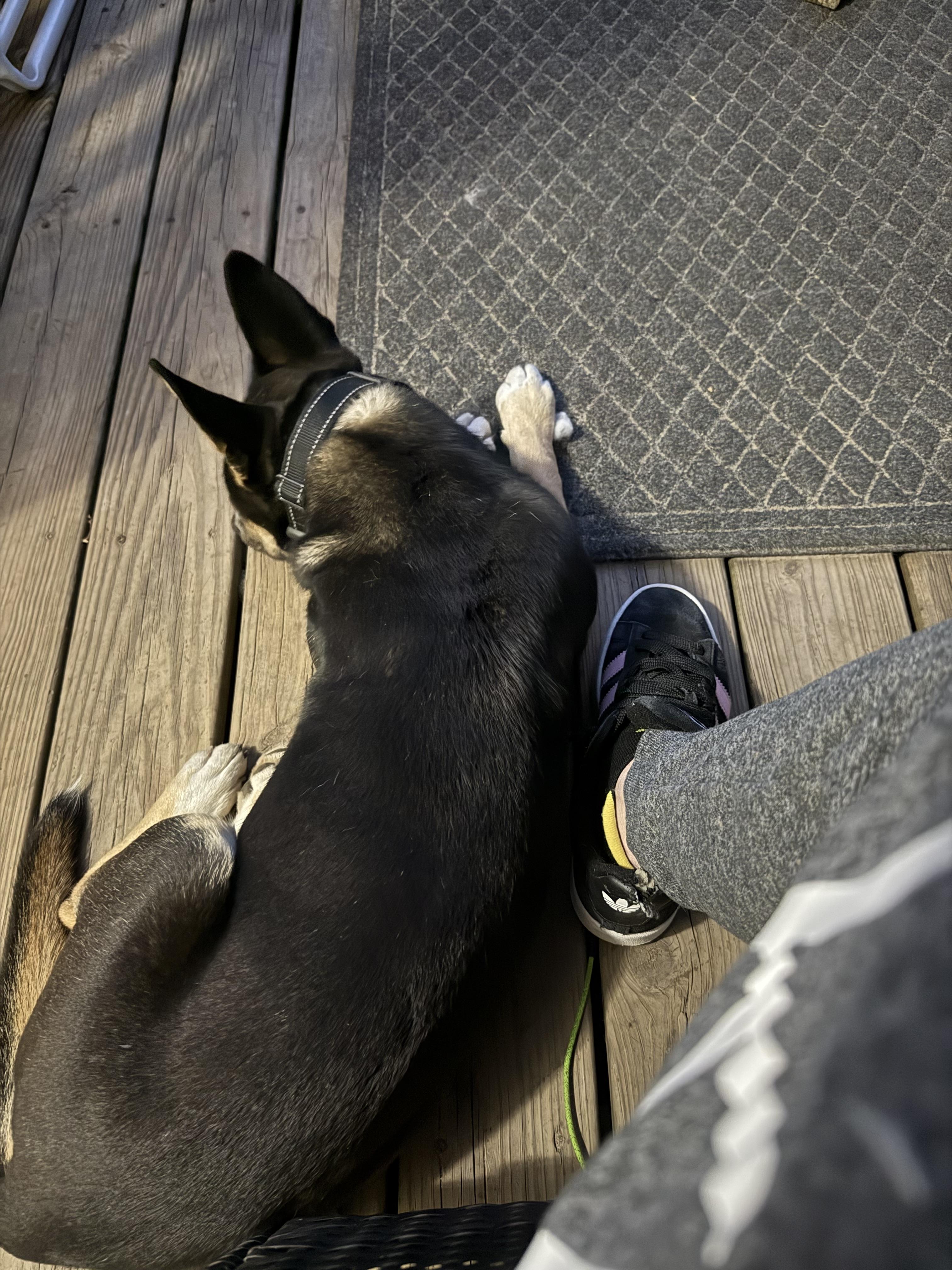 Enlarge Coco, a ADOPTABLE mixed breed in Mount Croghan, SC image 2/3