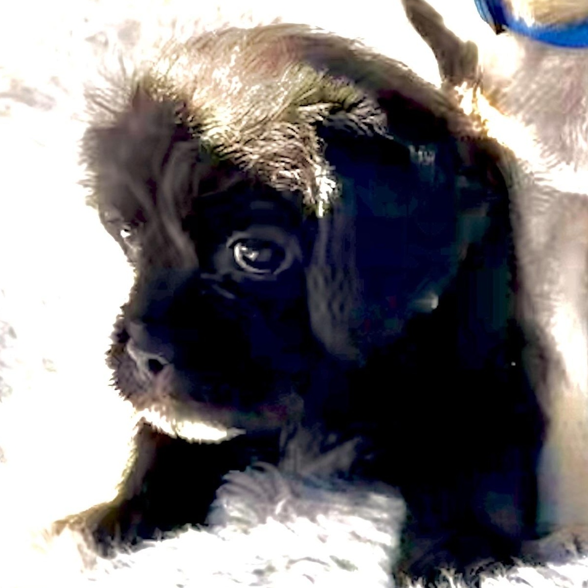 Enlarge Romeo, an adopted mixed breed in Los Angeles, CA image 2/4